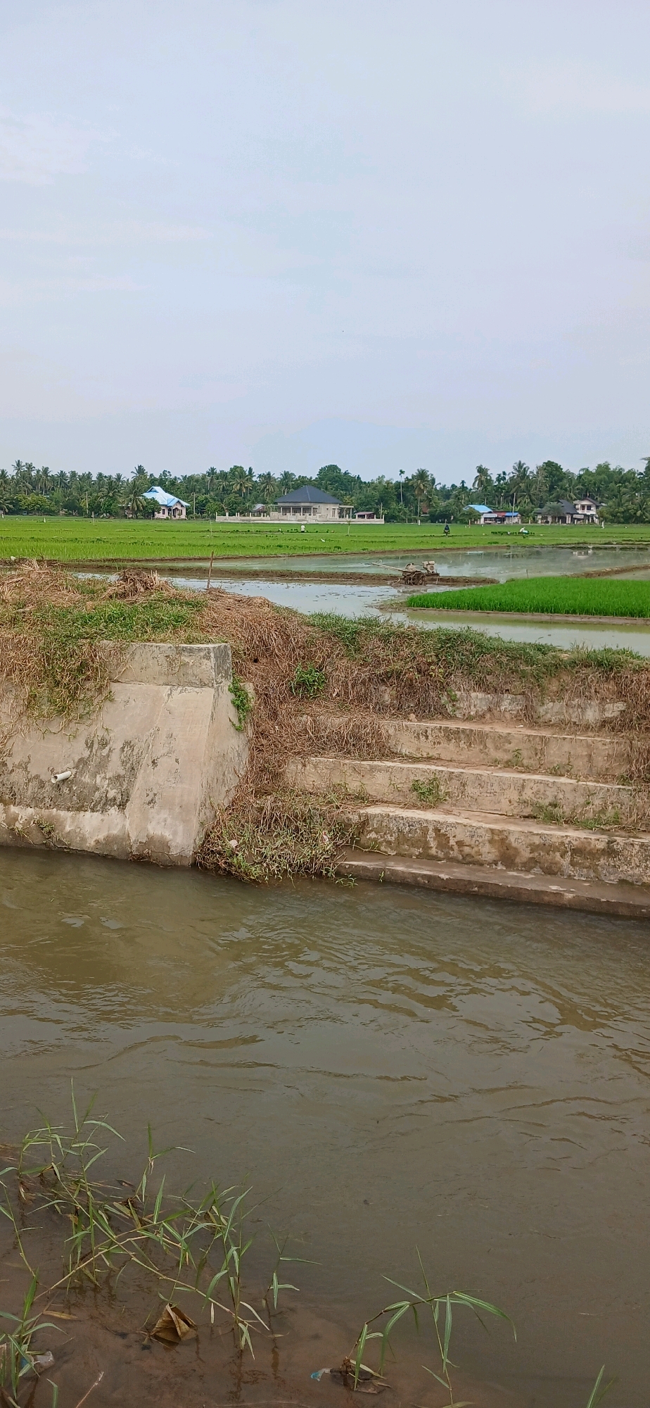 In Glumpangpayong, Indonesia, a tranquil scene unfolds with a canal in the foreground and a lush rice paddy stretching into the background. The canal, with its murky brown water, is bordered by a concrete embankment featuring a set of weathered stairs, partially overgrown with dry grass and a few green shoots. Beyond the canal, the vibrant green of a rice paddy dominates the mid-ground, with rows of young rice plants submerged in shallow water. In the distance, scattered across the paddy, are several houses with blue and gray roofs, surrounded by a dense line of palm trees. A few individuals can be seen working in the rice field, with a small farming machine visible on the left side of the paddy. The sky above is a pale, hazy blue, indicating an overcast day.