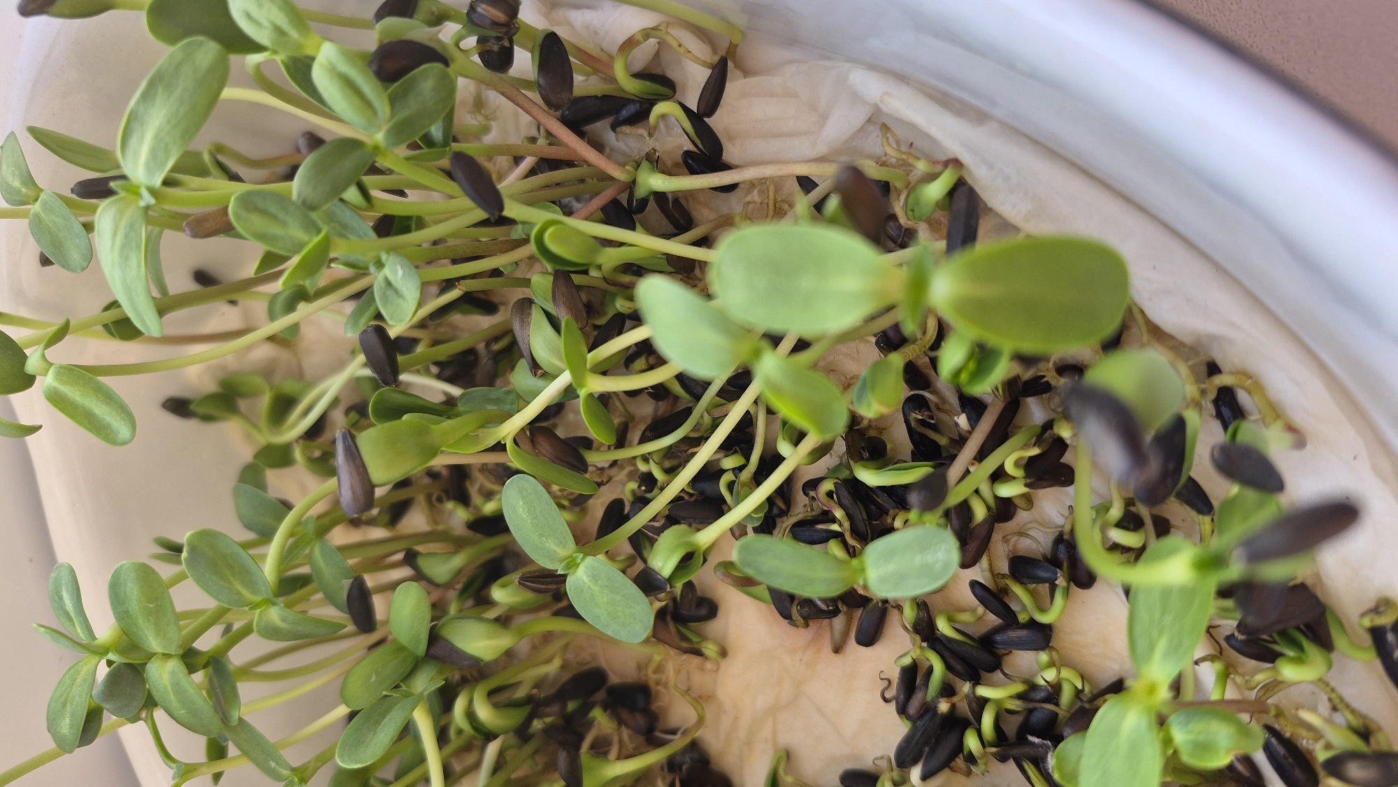 A close-up, eye-level shot shows a white plastic container filled with a dense growth of sunflower sprouts. The sprouts have green leaves and light-colored stems, some of which are bent or curved. Numerous dark sunflower seeds are scattered throughout the container, some still attached to the sprouts. The sprouts appear to be growing on a layer of white paper towel. The background is out of focus, with the edge of the white container visible on the right side. The image does not depict any specific location in the city of Krauja, Latvia, nor does it contain any people.