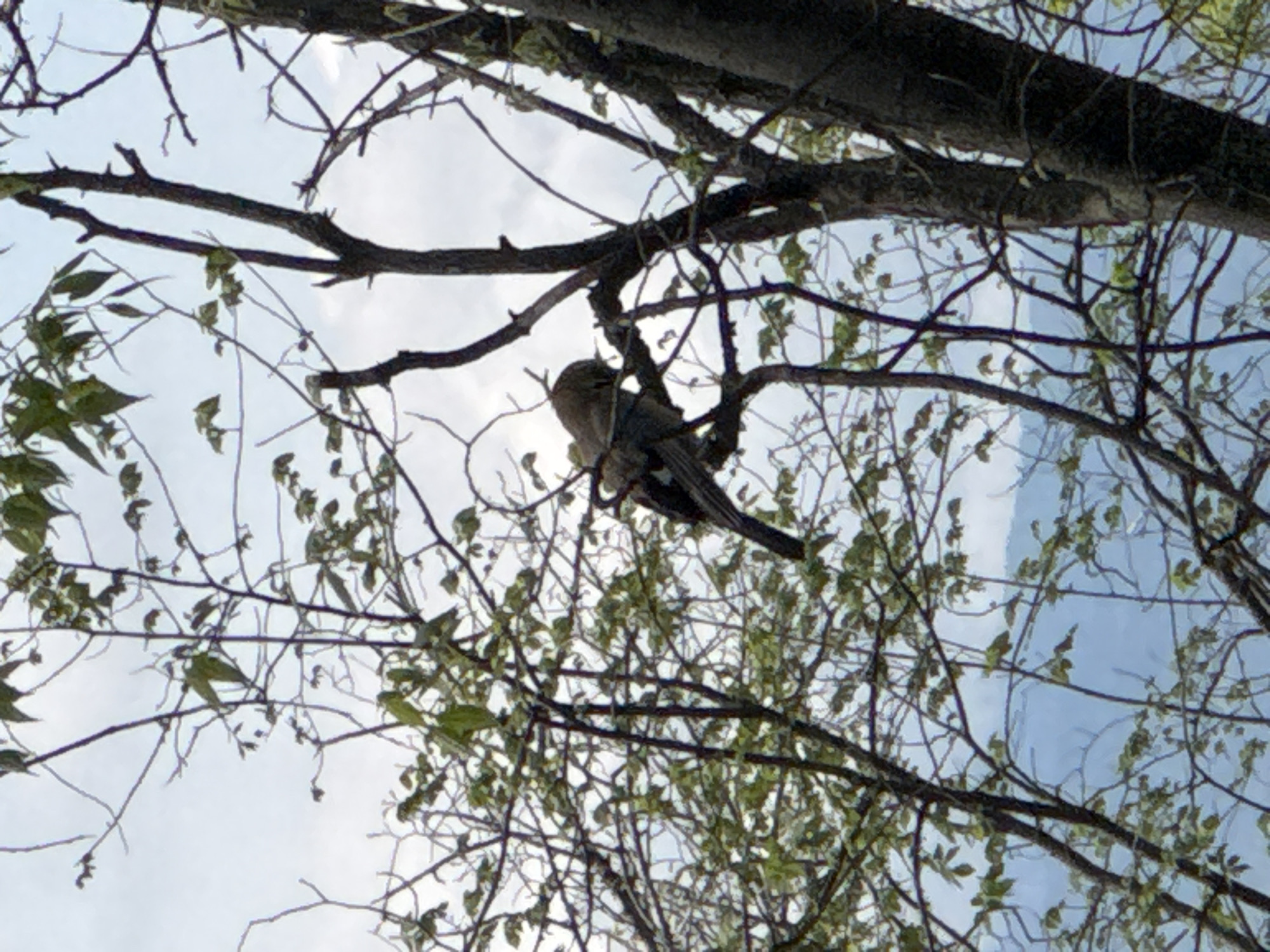 The image depicts a bird perched on a tree branch. The tree is full of thin branches, some with small green leaves, and is set against a backdrop of a cloudy sky. The bird is positioned centrally within the tree branches. The location is not discernible.