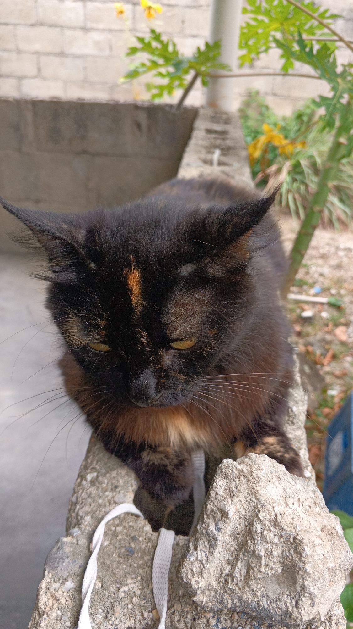 A tortoiseshell cat, predominantly black with patches of brown and orange fur on its face, chest, and legs, sits on a rough, light grey concrete structure. Its yellowish-green eyes are cast downwards. Long white whiskers protrude from its muzzle. A white, flat woven strap or rope is visible draped over the concrete in front of the cat. In the background, a light grey concrete block wall is partially visible behind green foliage, including a large-leafed plant and some small yellow flowers. A thin, light-colored pole or pipe is also present. The ground appears to be dirt or gravel. This outdoor scene is located in San Felipe, Venezuela.