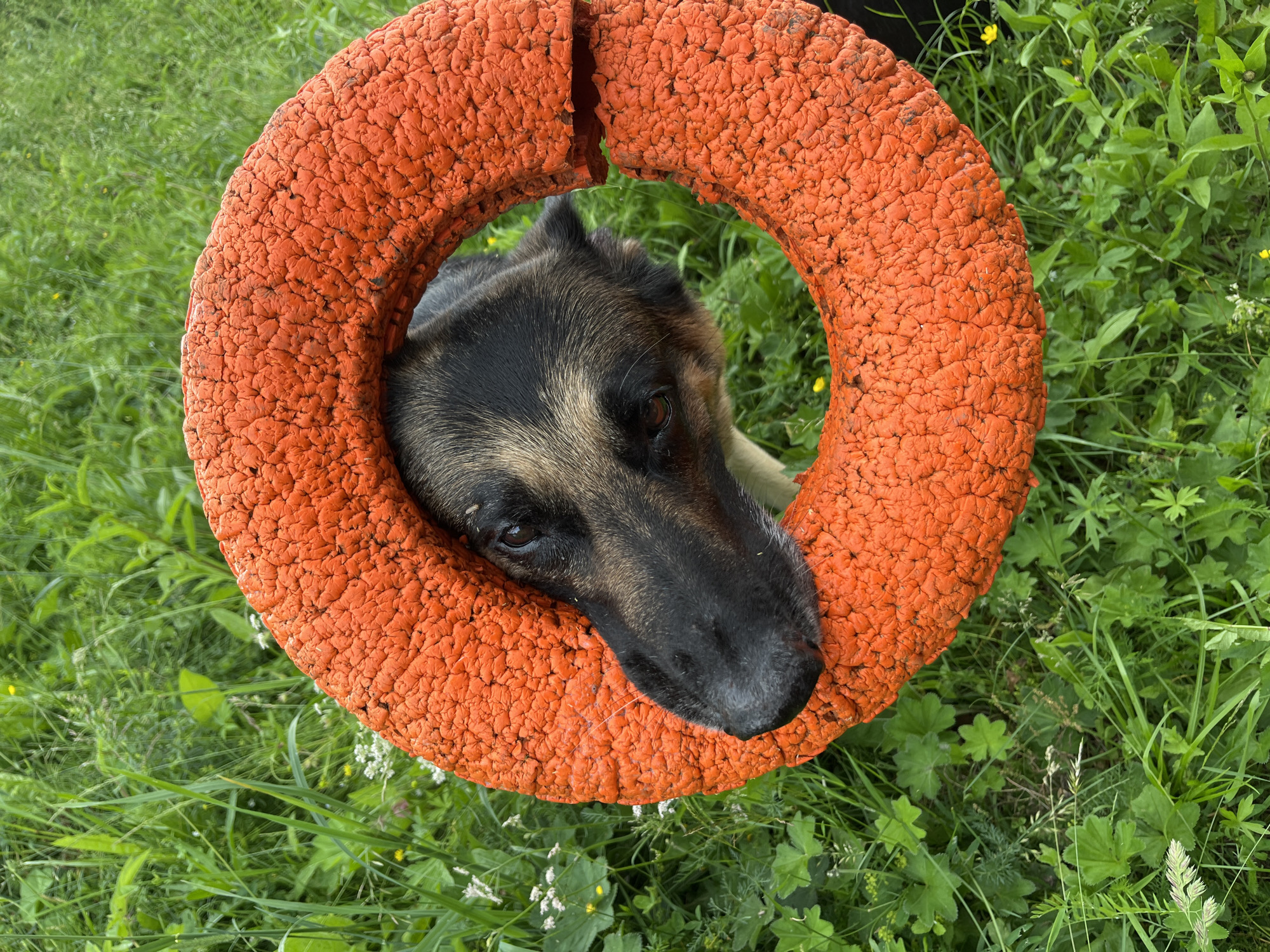 A German Shepherd dog peers through a bright orange, textured ring-shaped toy, which is positioned in the center of the frame. The dog's head and part of its torso are visible through the opening of the toy. The background consists of lush green grass and various small plants, suggesting an outdoor environment. The image appears to be taken in the city of Nizhny Tagil, Russia, given the context provided. There are no humans or any other animals present in the scene. The lighting suggests it is daytime.