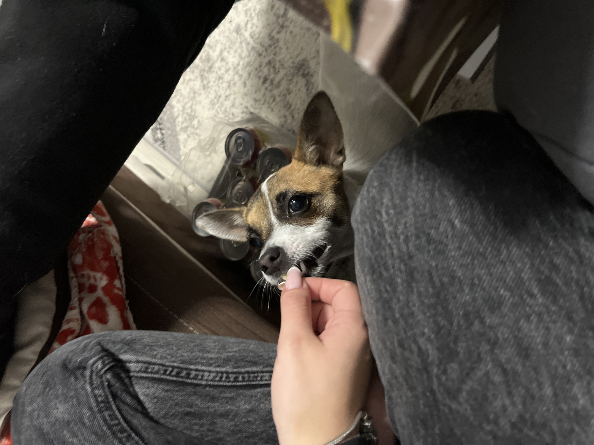 A medium shot from above shows a person offering food to a small dog with brown and white fur. The dog is positioned within a container partially filled with aluminum cans. The person is wearing jeans and a dark-colored top. The location and city of Karavelovo, Bulgaria, are not discernible.