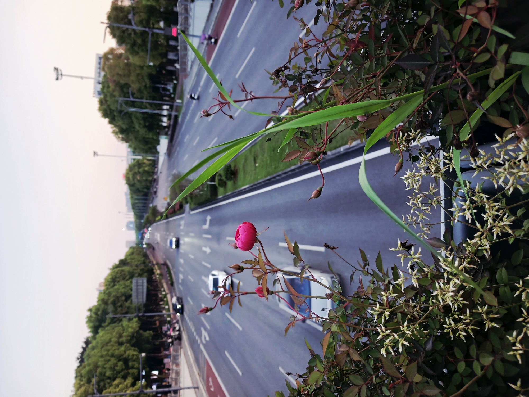 The image depicts a street scene in Chongqing High-tech Zone, China, viewed from an elevated perspective. A multi-lane road stretches into the distance, flanked by green trees and grass. Cars are seen driving on the road. A rose bush with a pink rose and other foliage is in the foreground. In the background is an overcast sky.