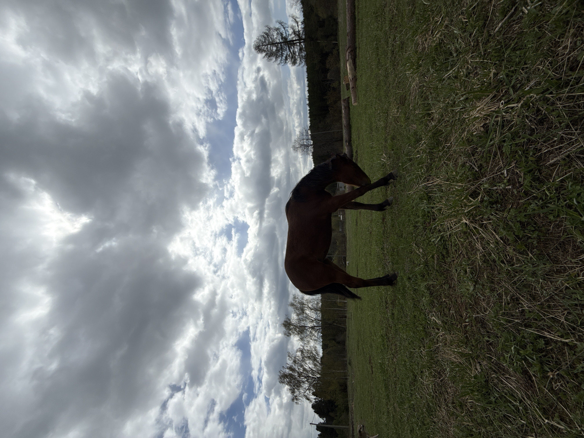 A medium shot, taken outdoors, captures a dark brown horse standing on a grassy field. The sky dominates the upper left of the frame, filled with white and gray clouds that suggest an overcast day. The horse appears to be facing towards the upper right of the frame. The grass field extends towards the right and lower part of the image, and a line of trees is visible in the distance. The location and the city of Ershi, Russia cannot be determined from the visual information.