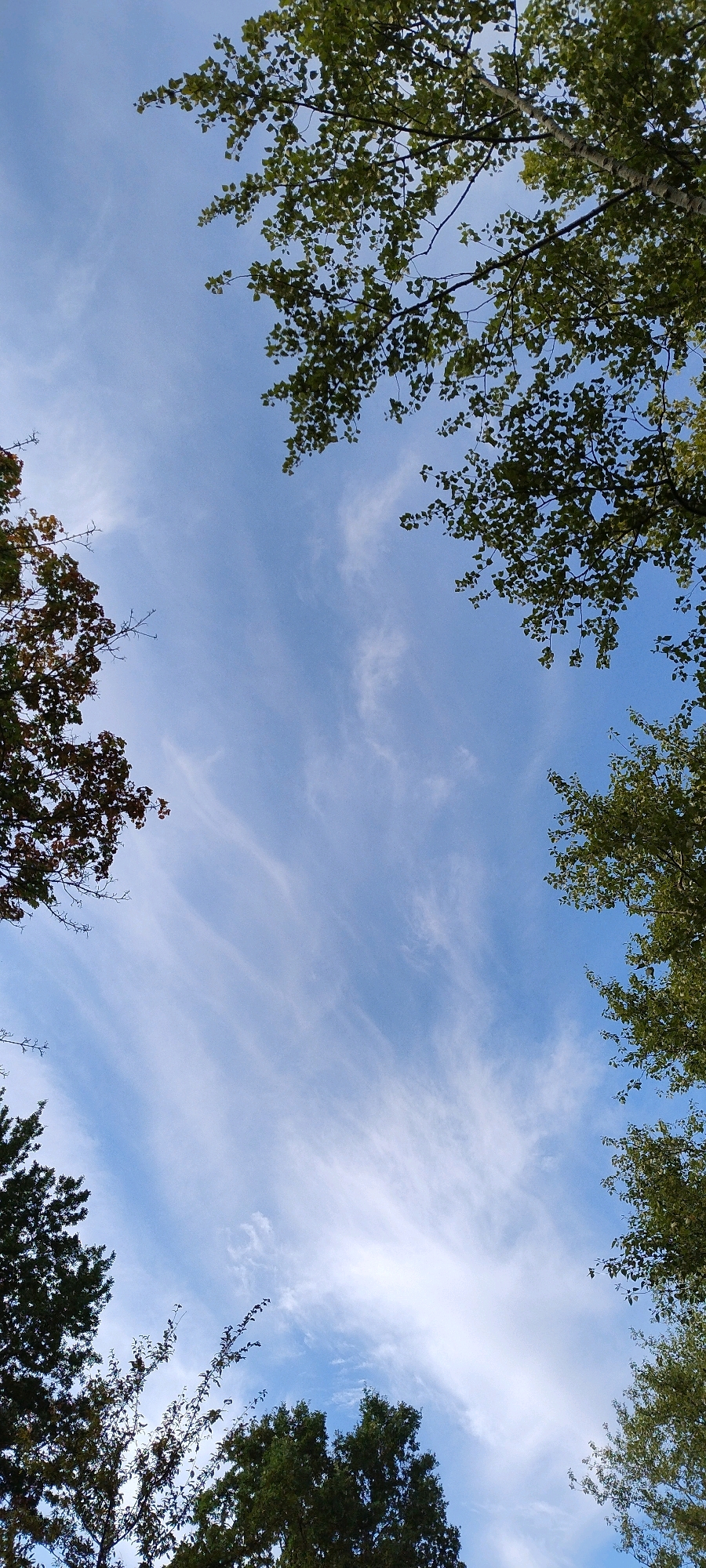 The image is a low-angle shot looking up at a blue sky with wispy white clouds, framed by the green and brown leaves and branches of trees. The foliage is concentrated in the corners of the frame, with darker green trees at the bottom and lighter green and some brown leaves at the top and left. The scene appears to be an outdoor environment, likely a park or wooded area. There are no people or specific man-made structures visible, other than implied by the presence of trees which could be in a cultivated area. The lighting suggests it is daytime, with the sun likely behind the viewer or to the side. No specific details about the city of Ishøj, Denmark, can be inferred from the image itself.