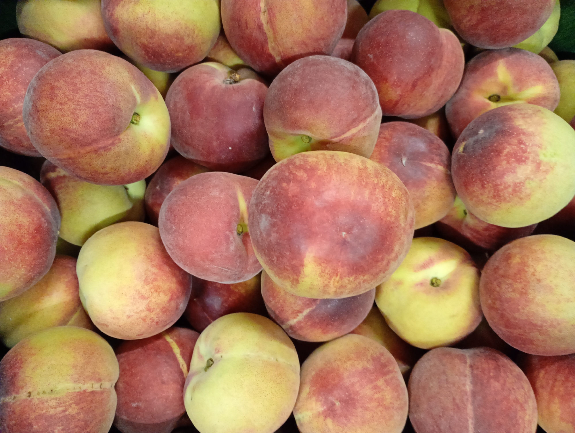 The image presents a close-up, top-down view of a large pile of fresh peaches, likely displayed in a market or store in Kabile, Bulgaria. The frame is completely filled with the fruit, showing a dense arrangement. The peaches are typically round to slightly oval, characterized by their soft, fuzzy skin.
Their color palette is a prominent feature, ranging from sunny yellow and light orange to various shades of red and deep red blush, often with a vibrant gradient across each fruit. Many peaches show a distinct vertical crease or suture line, and some have a small green or yellowish area around the stem attachment point. The fruit appears ripe and in good condition. There are no people visible, and no specific activities are depicted beyond the static display of the peaches. The lighting is even, illuminating the natural textures and colors of the fruit. No text is visible within the image.