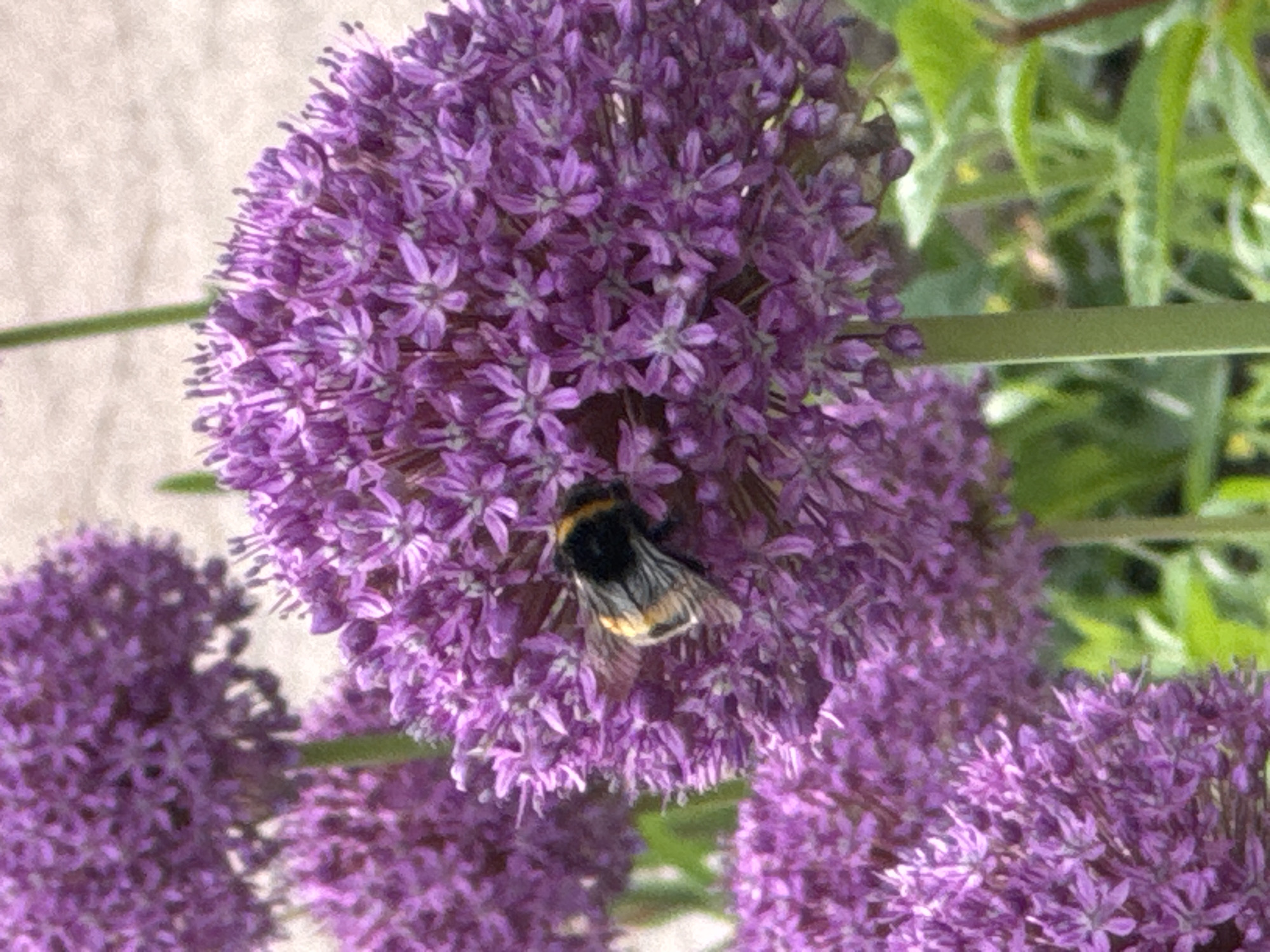A bumblebee is perched on a cluster of purple allium flowers, its body covered in pollen. The bee is mostly black with yellow bands around its abdomen and thorax. The allium flowers are spherical and composed of many small, star-shaped florets. In the background, other allium flowers and green foliage are visible, suggesting an outdoor garden setting. The lighting is natural and appears to be daylight. The location is Unknown, Unknown.