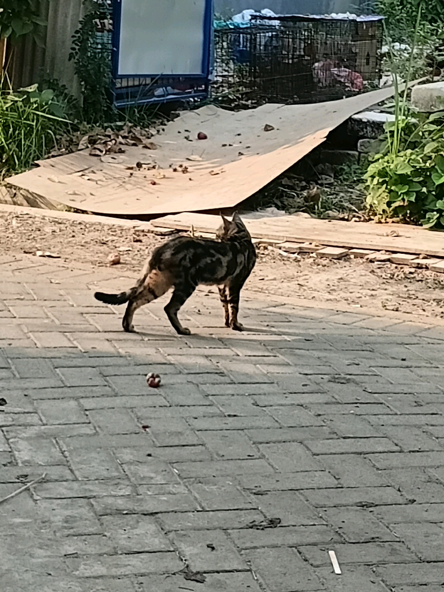 A tabby cat stands on a paved walkway, its body turned away from the camera. The cat has a striped pattern of dark brown and black fur with lighter tan markings. Its tail is curved upwards. In the foreground, there is a small, multi-colored spherical object on the walkway, possibly a toy. The background shows a mix of natural and urban elements. To the left, there is a corrugated metal fence and lush green foliage. Further back, a blue-framed sign with a white surface is visible, alongside a black metal cage structure. A sloping piece of cardboard or wood extends from the background towards the foreground. The ground is uneven, with dirt and debris scattered around. The overall scene appears to be an outdoor, possibly semi-urban or rural setting. This image does not contain information that allows for the specific location within Cikal, Indonesia.