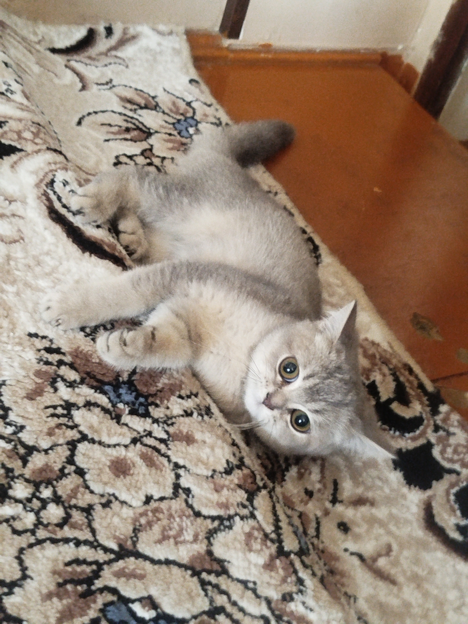 A young, grey cat with green eyes is lying on its side on a patterned rug. The rug has a floral design in shades of beige, brown, and black. The cat's body is relaxed, and its paws are tucked in. The background shows a wooden floor and part of a wall. The image appears to be taken indoors in a residential setting. There is no specific information to identify the location as Kokand City, Uzbekistan, or any other specific urban area.