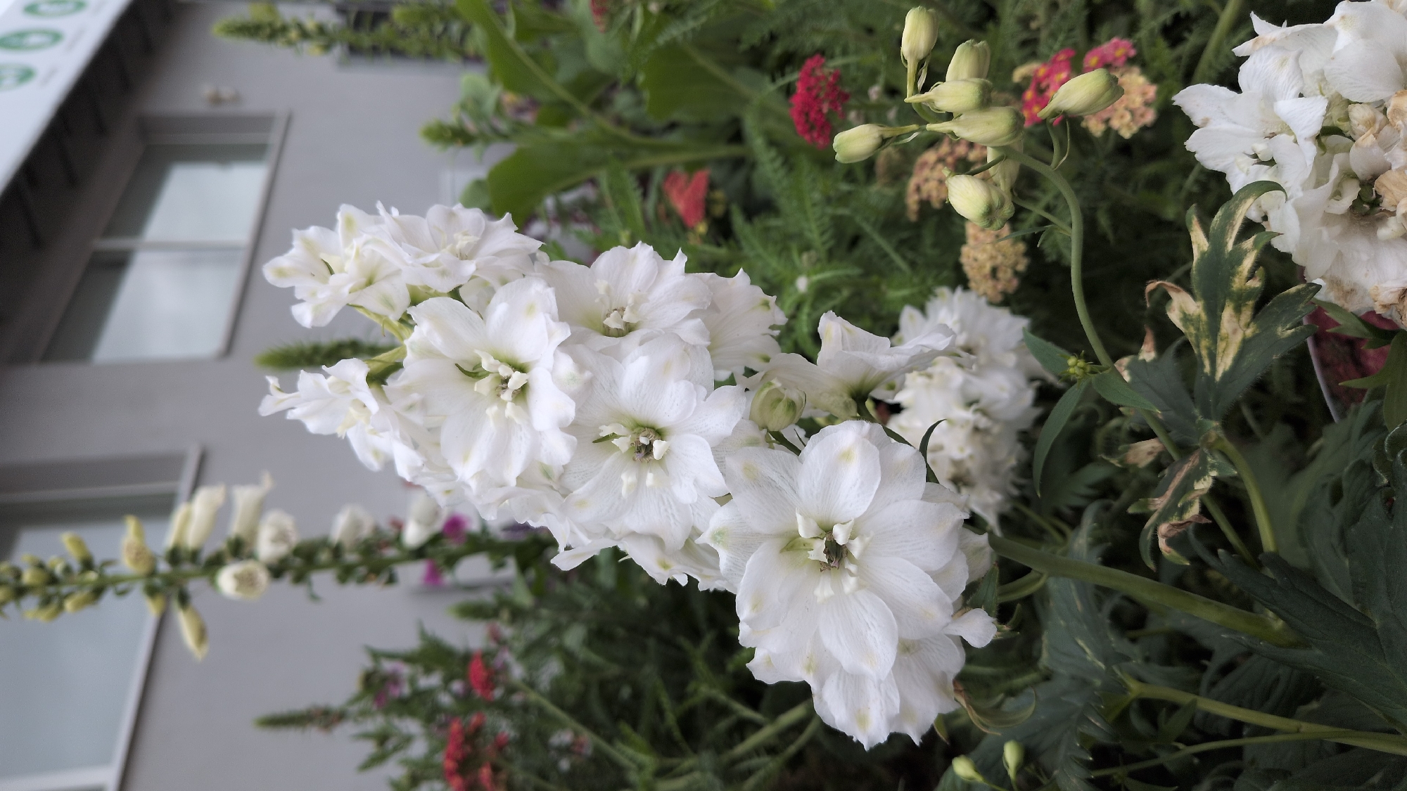 A close-up, eye-level shot shows a stalk of white delphiniums in bloom, with a blurred building and sky in the background. The delphiniums are the primary focus, filling the left side of the frame. The building, a light gray structure with dark framed windows, suggests an urban or suburban setting. The sky is overcast, casting a soft, diffused light over the scene. The overall impression is one of a cultivated garden, likely in Kölleda, Germany, given the context.