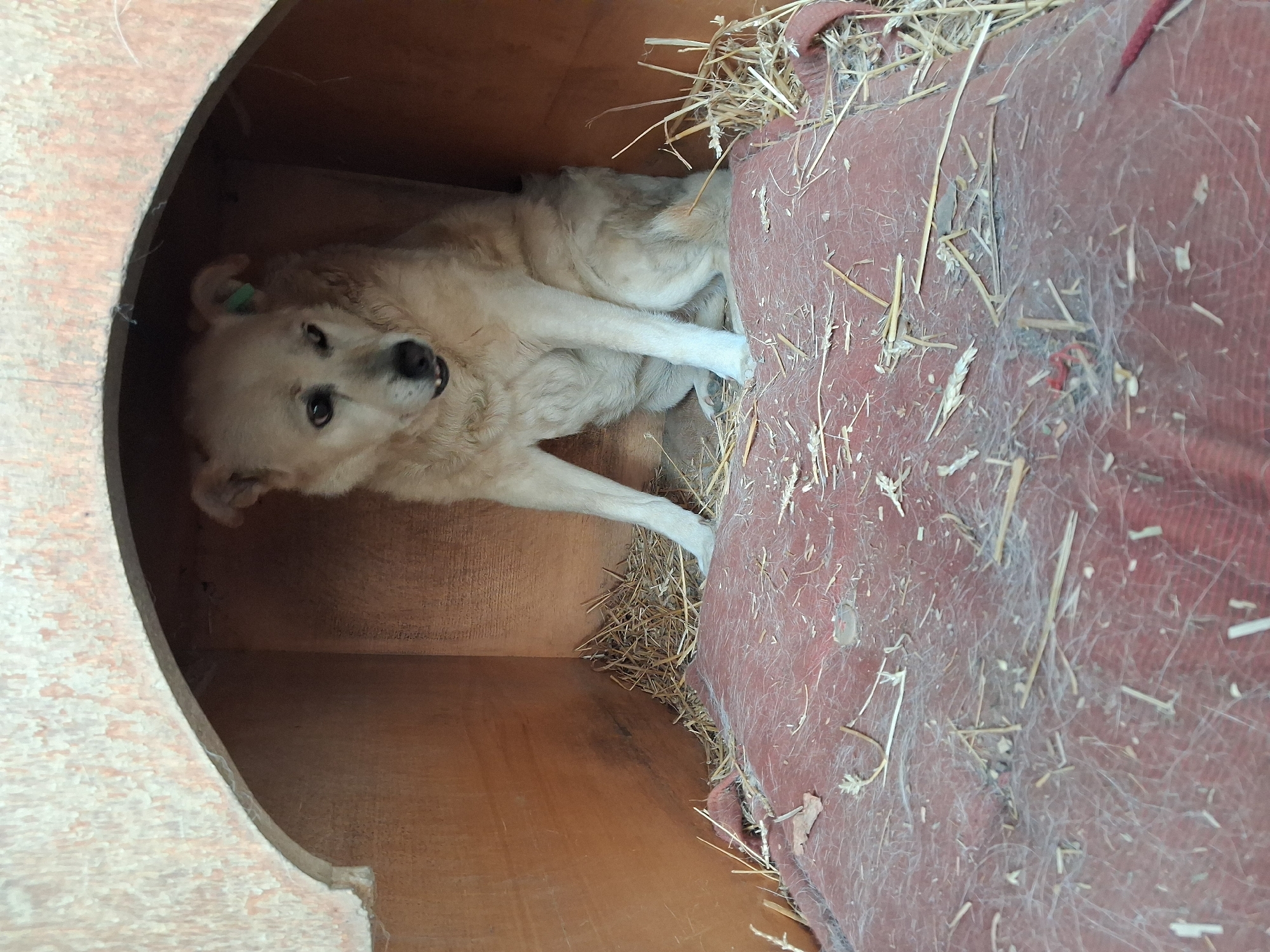 A light-colored dog with dark eyes is lying on its side inside a wooden structure. The dog appears to be looking directly at the camera. It has a green tag attached to its left ear. The interior of the structure is made of wood, with a circular opening visible on the left side. A red mat or fabric covers a portion of the right side of the interior, and it is covered with straw and cobwebs. The straw is scattered across the mat and the wooden floor. The lighting suggests it is daytime. The scene appears to be an animal shelter or a similar enclosure, potentially in Goran, Bulgaria, given the location context. The dog's expression is neutral. There is no visible text in the image.