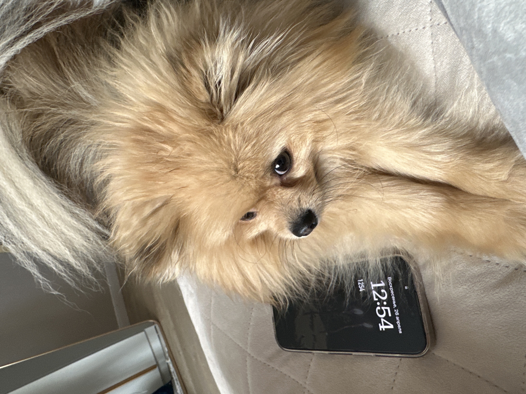 A tan, long-haired Pomeranian dog is lying on a white quilted surface, possibly a bed or couch. The dog is positioned at an angle, with its head near the center of the image and its body extending towards the edges. The dog's face is expressive, with dark eyes looking upwards and slightly to the side. Beneath the dog's face is a black smartphone. The phone's screen displays a time of 12:54, and the date "Воскресенье, 26 апреля", indicating Sunday, April 26. The background includes a glimpse of a white wall and a white object with hints of other colors, possibly a box or container. The location is unknown and there is no available information suggesting it is in Votkinsk, Russia.