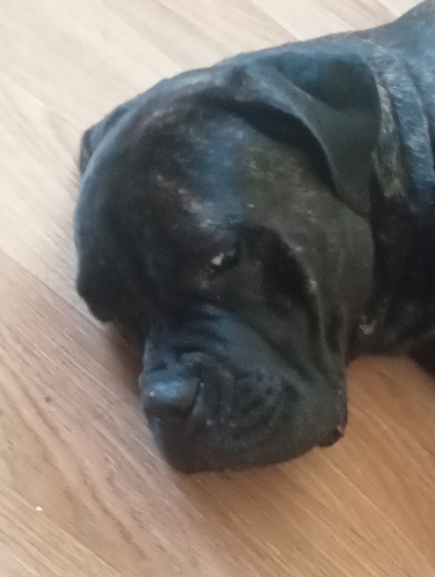 A close-up, low-angle shot focuses on the head of a dark-colored dog, possibly a mastiff breed, lying on a light brown wooden floor. The dog's head is turned to the left, with its eye partially closed and its muzzle resting on the floor. The lighting is dim, and the image appears to be taken indoors. The dog's fur is short and appears slightly grizzled or mottled in places. The floorboards are oriented diagonally in the frame. There is no discernible background or context that would suggest a specific location in Brovary, Ukraine.