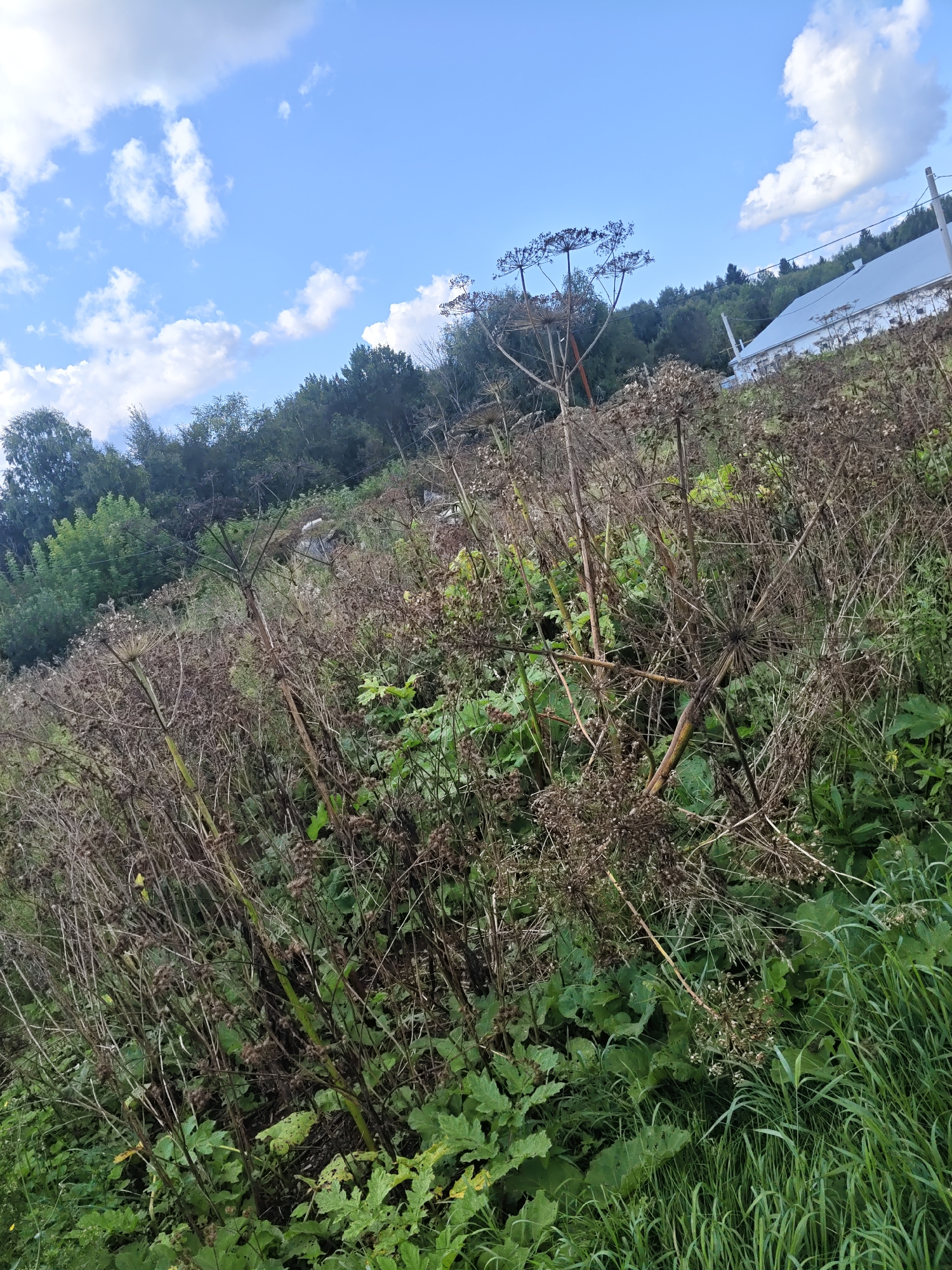 This image depicts a slightly overgrown rural scene under a bright blue sky with scattered white clouds. In the foreground, tall, dried-out plant stalks with seed heads dominate the view, interspersed with lush green foliage and tall grasses. In the background, a dense line of trees forms a natural border, and beyond that, a white building with a metallic roof is visible, suggesting a property or farm. The overall impression is of a natural landscape that is either on the outskirts of a settlement or a less-maintained area within a rural community, possibly in Платошино, Russia, given the context. There are no people or animals visible in the image.
