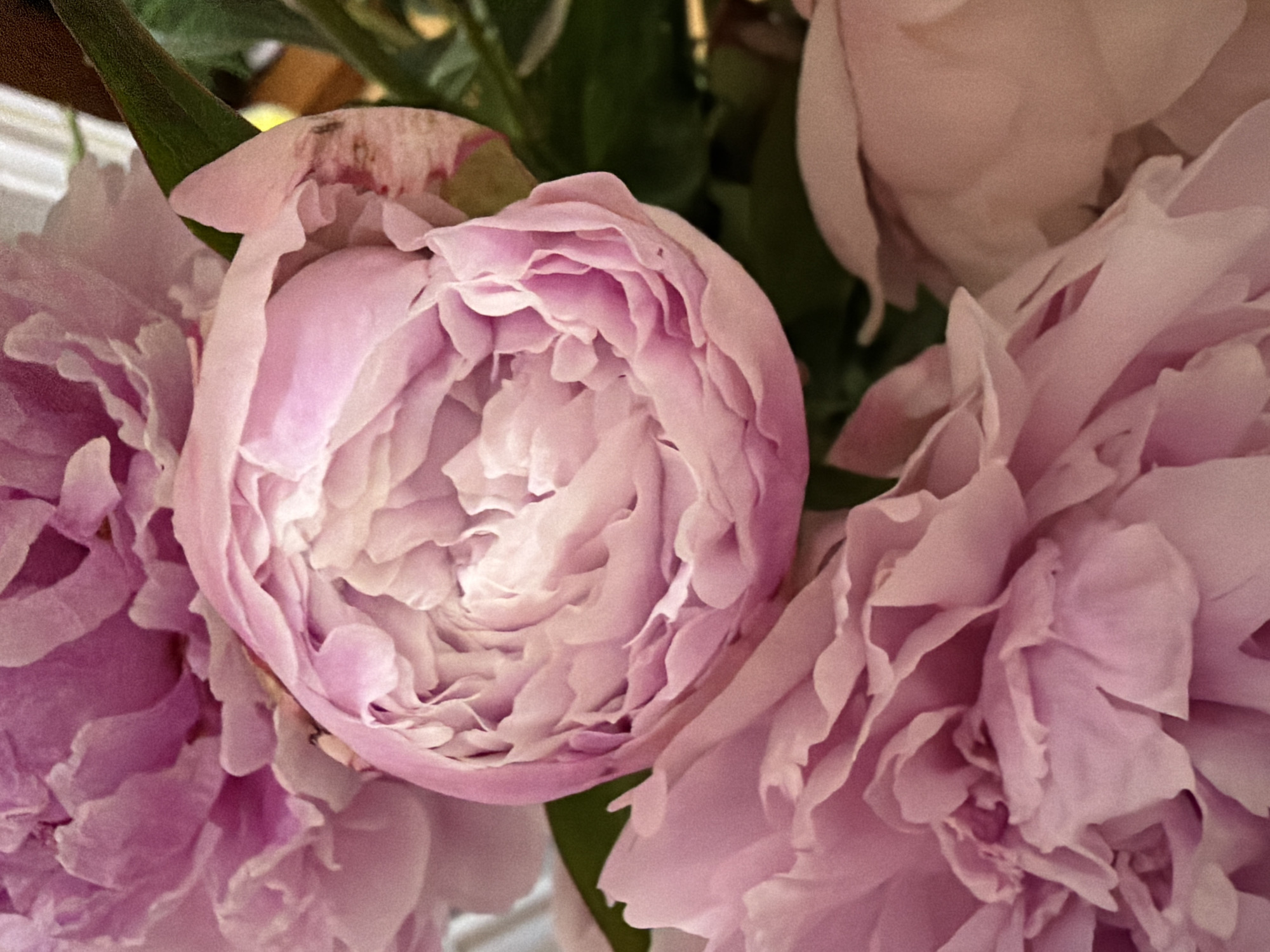 A close-up, overhead shot features a bouquet of light pink peonies. The flowers are in various stages of bloom, with the central peony partially open and revealing layers of delicate petals. The petals are soft and ruffled, with subtle variations in color from pale pink to a slightly deeper rose hue. Some petals show slight bruising or discoloration, indicating the flowers are not freshly picked. Dark green foliage peeks through the blossoms in the background, providing a contrasting color and texture. The lighting is soft, casting gentle shadows that highlight the three-dimensional form of the petals.