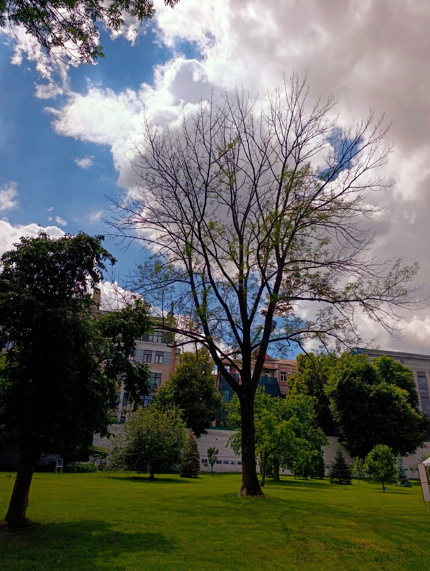 This media file shows a park scene in Kyiv, Ukraine, on a partly cloudy day. The foreground features a lush green lawn with several trees of varying sizes and foliage density. A tall, bare tree with intricate branches dominates the center of the frame, its silhouette stark against the sky. To the left, a large, dark green tree provides a dense canopy. In the background, a white retaining wall runs horizontally, separating the park from a row of buildings. These buildings appear to be multi-story structures with visible windows and architectural details, suggesting an urban setting adjacent to the park.
The sky is a mix of bright blue with fluffy white clouds, interspersed with darker, more dramatic clouds, indicating changing weather conditions. The sunlight filters through, casting shadows on the grass, suggesting it is daytime, likely late morning or afternoon. The overall atmosphere is peaceful and serene, a typical park setting offering a respite from the city. There are no people or specific objects of note beyond the natural elements and the buildings, creating a general scene of a well-maintained urban park.