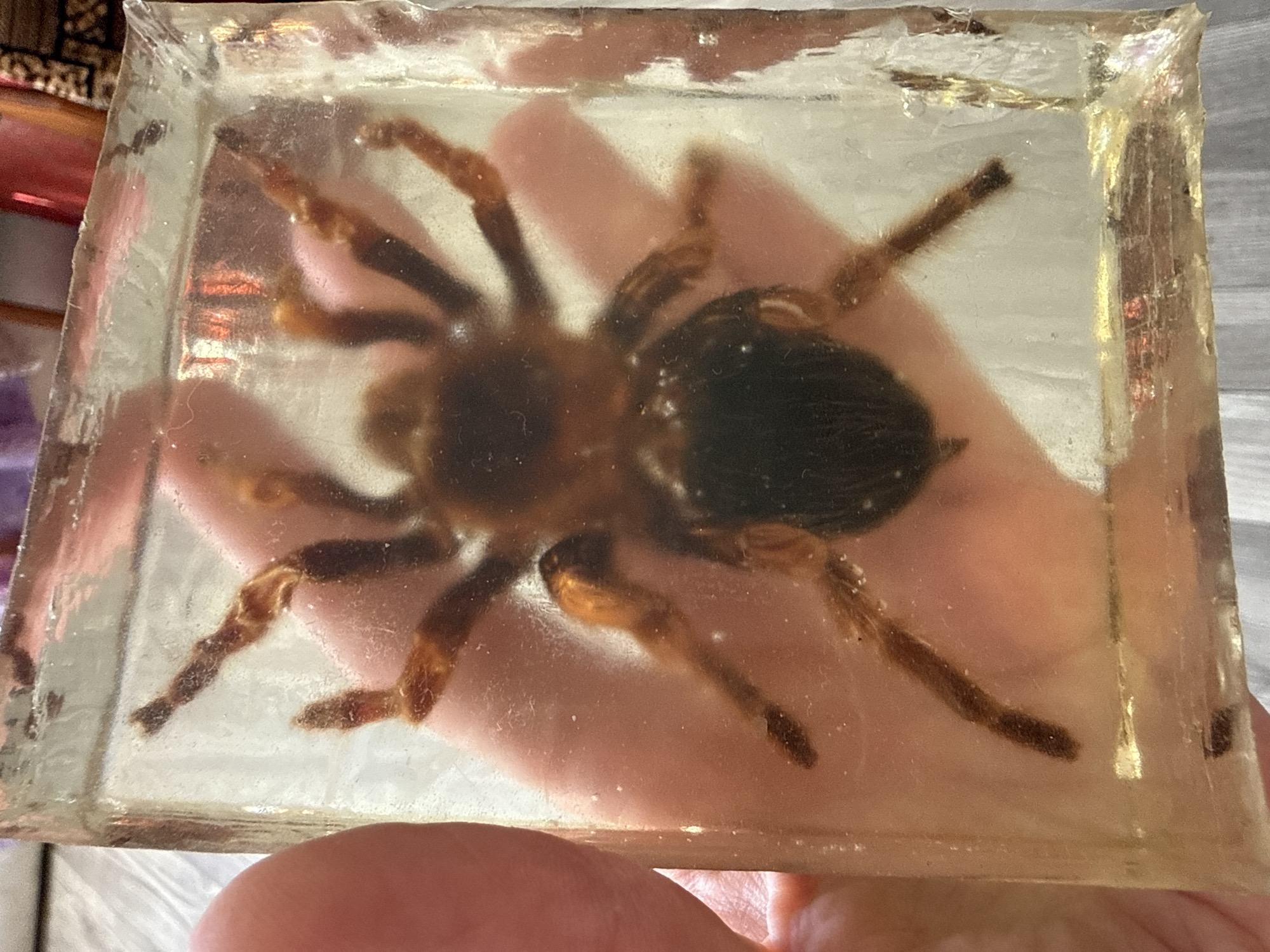 A tarantula is preserved in a clear rectangular block of resin. The tarantula's body is dark brown with lighter brown legs that are spread out. A human hand is visible behind the resin block, providing scale. The background is out of focus, with hints of other objects and a wooden surface.