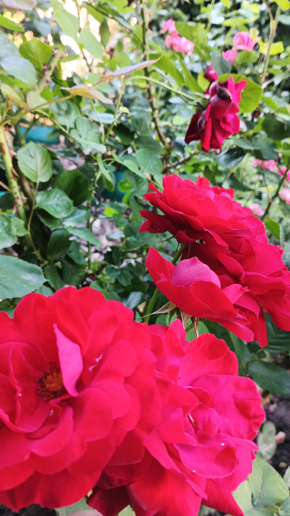This media file shows a close-up view of bright red roses in full bloom. The roses are the primary subjects, with their velvety petals and intricate layers filling the foreground. In the background, the scene transitions to lush green foliage, interspersed with hints of smaller pink roses and a darker, almost burgundy rose in the upper right quadrant, slightly out of focus. The lighting suggests it's daytime, likely morning or late afternoon, with soft light illuminating the flowers. The setting appears to be a garden, possibly a rose bush in bloom, with hints of soil visible at the bottom edge of the frame. There are no people or text visible in the image. The focus is entirely on the natural beauty and vibrant color of the roses. The image evokes a sense of natural beauty and the peak of summer bloom.