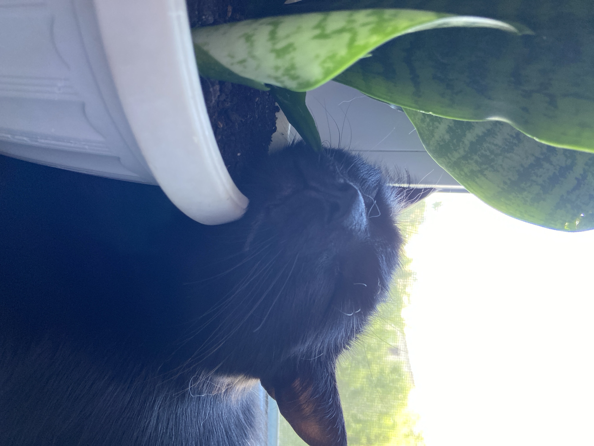 A black cat is sleeping with its head resting on the rim of a white potted plant. The plant has large green leaves with lighter green variegation. The scene appears to be indoors, with a window and greenery visible in the background, suggesting a possibly residential setting. The lighting indicates it might be daytime.
