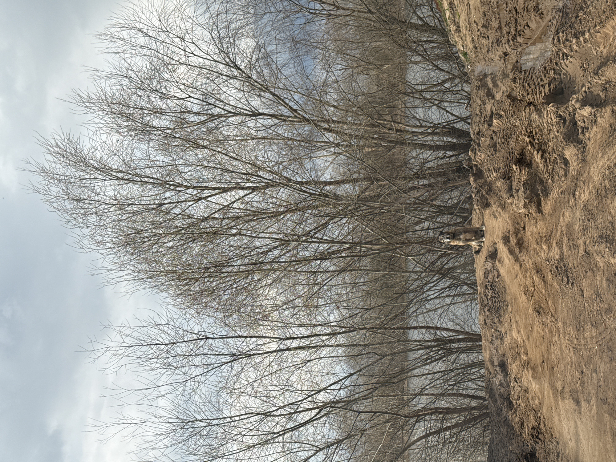 A dog stands on a dirt embankment next to bare trees under a cloudy sky. The location is Chaikovsky, Russia.