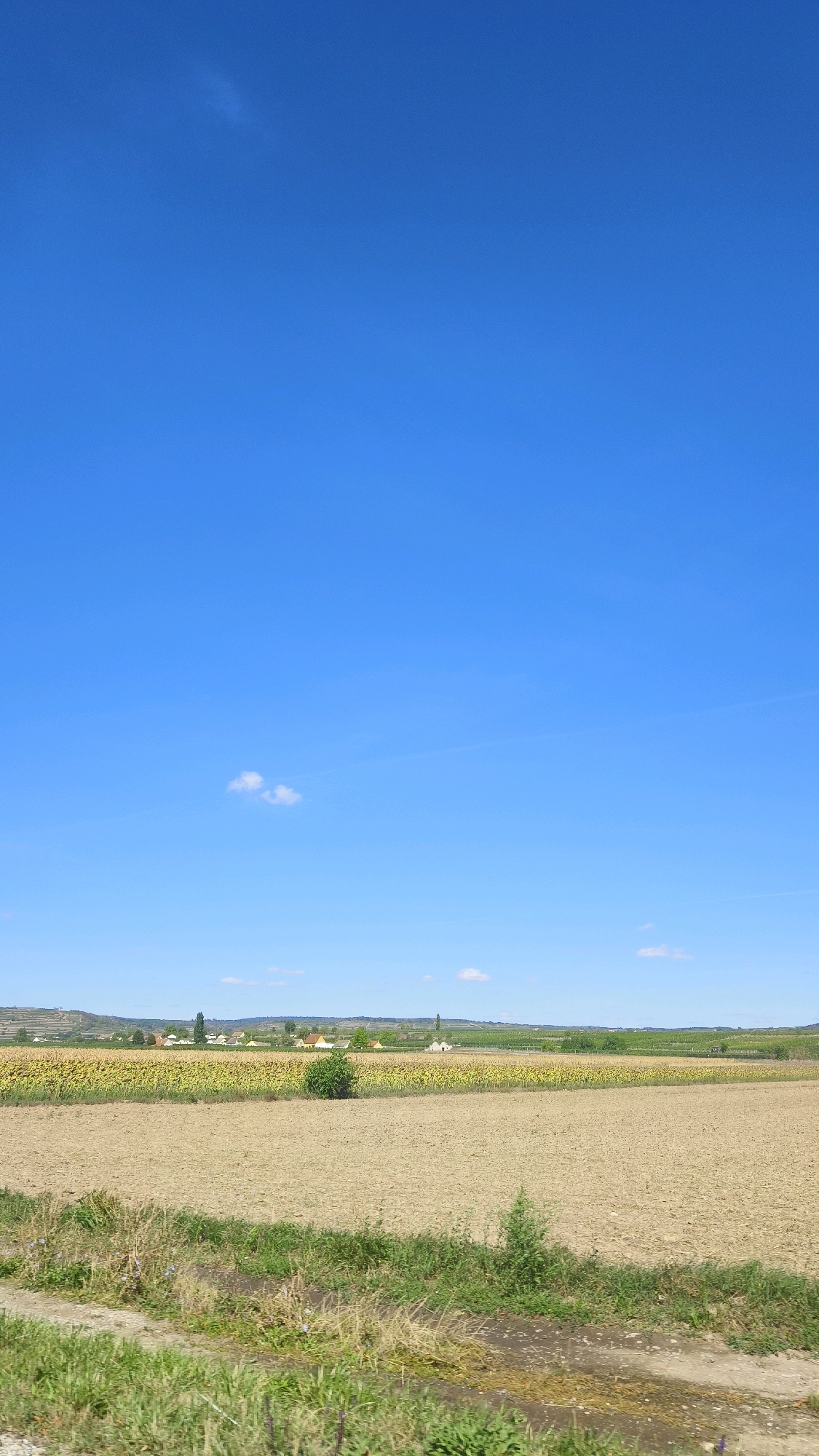 The image depicts a rural landscape in Grafenegg, Austria. The foreground is dominated by a large, dry, tilled field of light brown soil, with patches of green grass and weeds along the bottom edge. In the middle ground, a vibrant yellow field, likely sunflowers, stretches across the horizon. Behind the yellow field, a village with scattered houses and a church spire is visible. Rolling hills covered in vineyards or agricultural land form the backdrop, under a clear, bright blue sky with a few small, wispy clouds. The scene is serene and appears to be a sunny day.