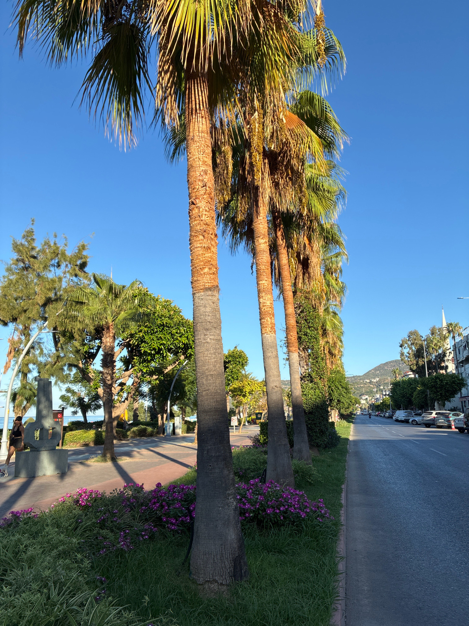 The image shows a sunny street scene in Alanya, Turkey, characterized by a row of tall palm trees lining the left side of the frame. The palm trees are a prominent feature, with their textured brown trunks and lush green fronds reaching towards a clear blue sky. To the left of the palm trees, there is a sidewalk with a low stone wall and a statue. A woman in dark clothing is walking on the sidewalk. Beyond the sidewalk, there are more trees and some greenery, with glimpses of the sea in the distance. The right side of the image shows a paved road with cars parked along the side and moving in the distance. Buildings and a church steeple are visible in the background, with hills rising behind the city. A patch of vibrant purple flowers and green grass is situated at the base of the palm trees, adding a splash of color to the scene. The lighting suggests it is either early morning or late afternoon, with long shadows cast by the palm trees across the sidewalk and road.