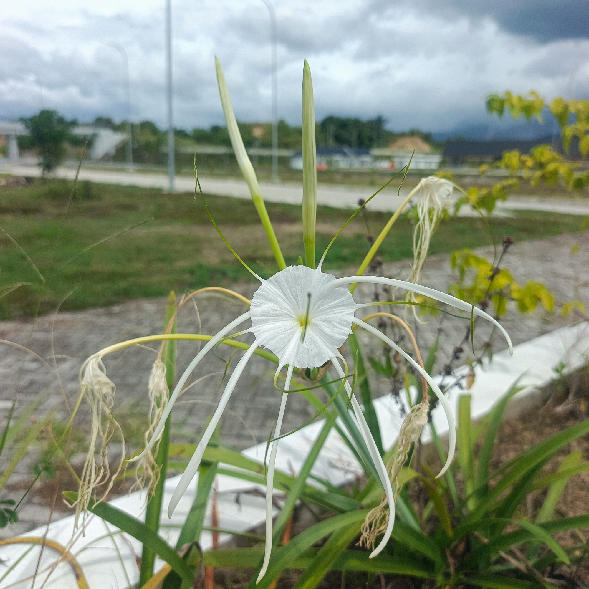 A white spider lily flower is in full bloom in Keureuweungkrueng, Indonesia. The flower has a unique shape with delicate white petals and long, thin stamens. The background is slightly blurred, showing a cloudy sky, some greenery, and what appears to be a road or pathway. The foreground is dominated by the flower and its green foliage. The image captures a moment of natural beauty against an urban backdrop.