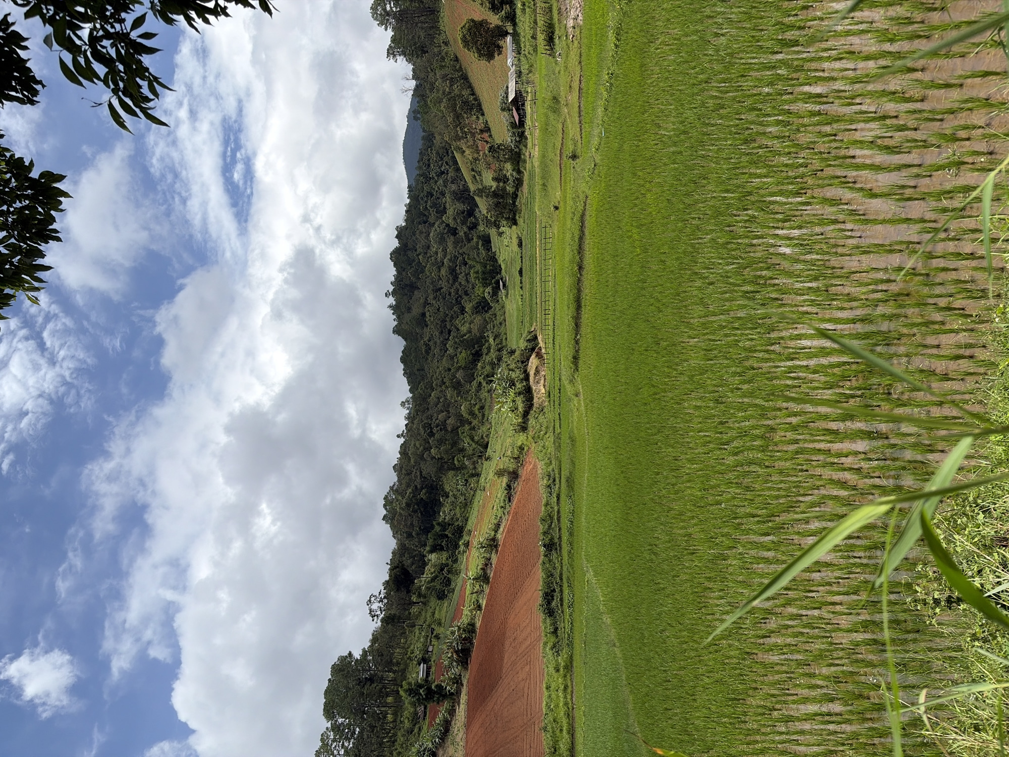 The image captures a lush green rice paddy field in Mae Win, Thailand, under a partly cloudy sky. The foreground is dominated by the young rice plants, neatly aligned in rows within the shallow water. Beyond the paddy, the landscape rises into rolling hills covered with dense green forest. To the left, terraced fields of reddish-brown soil, likely prepared for planting, are visible on the slopes. A few small structures, appearing to be simple houses or sheds, are scattered among the trees on the hillsides. The overall scene conveys a sense of rural tranquility and agricultural activity in a mountainous region.