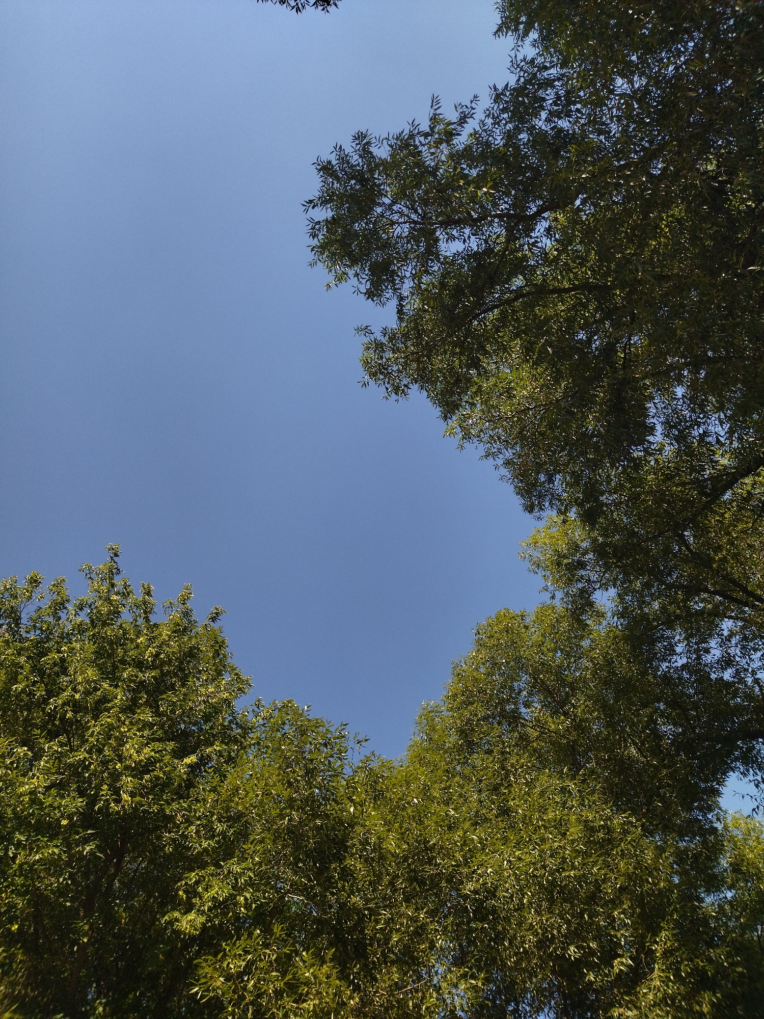 A low-angle shot captures the expansive, clear blue sky as the dominant element. The upper portion of the image is framed by the dense, green foliage of trees. Three distinct clusters of trees are visible, two occupying the bottom corners and one towards the upper right. The leaves appear lush and vibrant, suggesting a healthy canopy. The lighting indicates a bright, sunny day, with sunlight filtering through the leaves, creating a dappled effect. No people or structures are visible in the frame, focusing solely on the natural elements of the sky and trees.