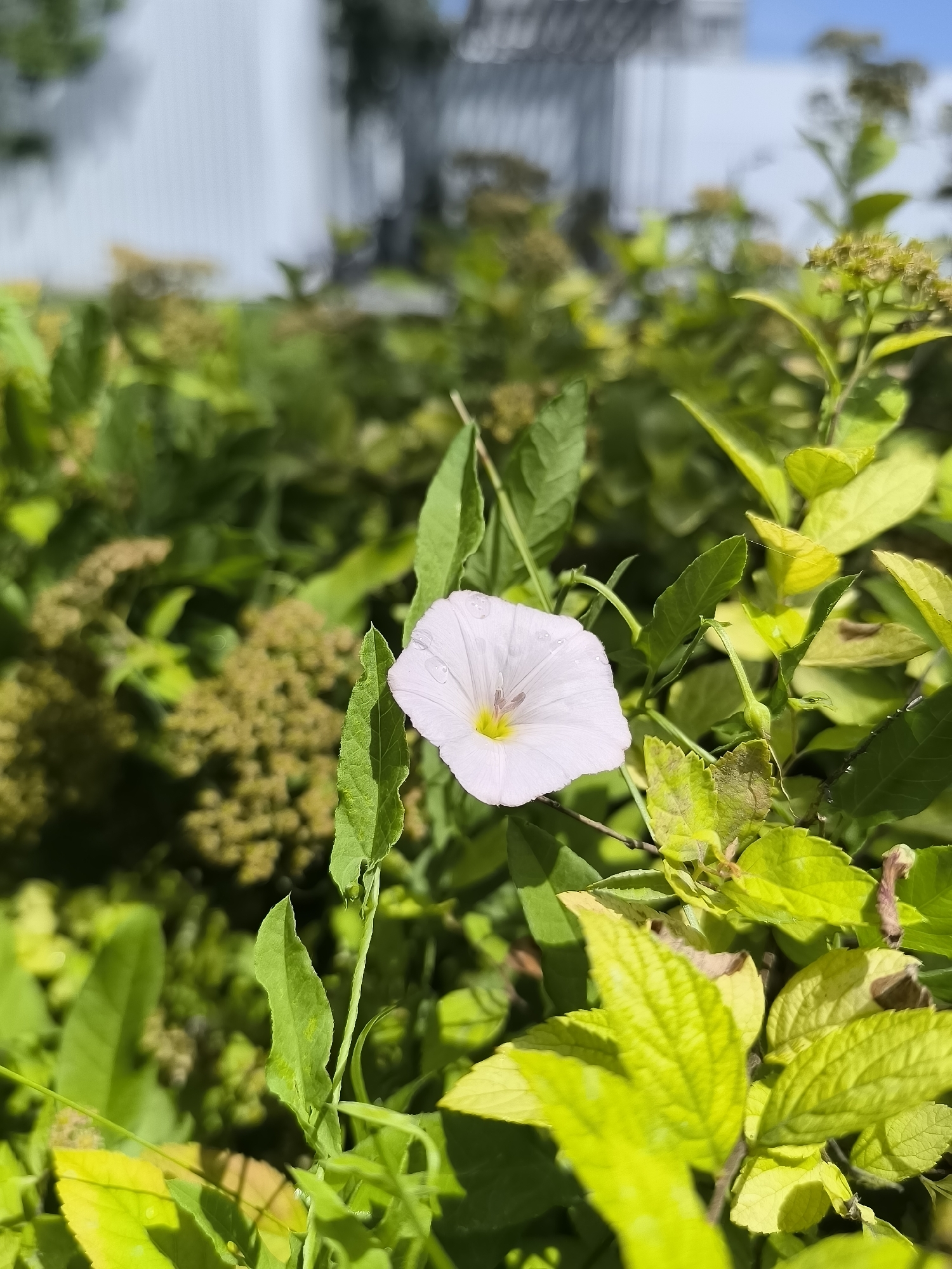 The image is a close-up, vertical shot of a single white bindweed flower with a yellow center, set against a backdrop of lush green foliage and a blurred background of a building and sky. The flower is in focus, its delicate petals showing a few small water droplets. The surrounding leaves vary in color from vibrant green to a lighter, yellowish-green, some showing signs of drying or browning at the edges. In the background, out of focus, a light-colored building with a structured facade is visible, suggesting an urban or suburban setting. The sky above appears bright blue, indicating a clear day.
The overall impression is one of natural beauty found within a man-made environment. The lighting suggests it is daytime, likely mid-morning or afternoon, given the brightness and the shadows cast. The scene evokes a sense of peace and tranquility, highlighting the resilience of nature. The setting could be a garden, a park, or a patch of wild growth alongside a building in Dnipro, Ukraine. No people are visible in the frame, and there is no visible text.