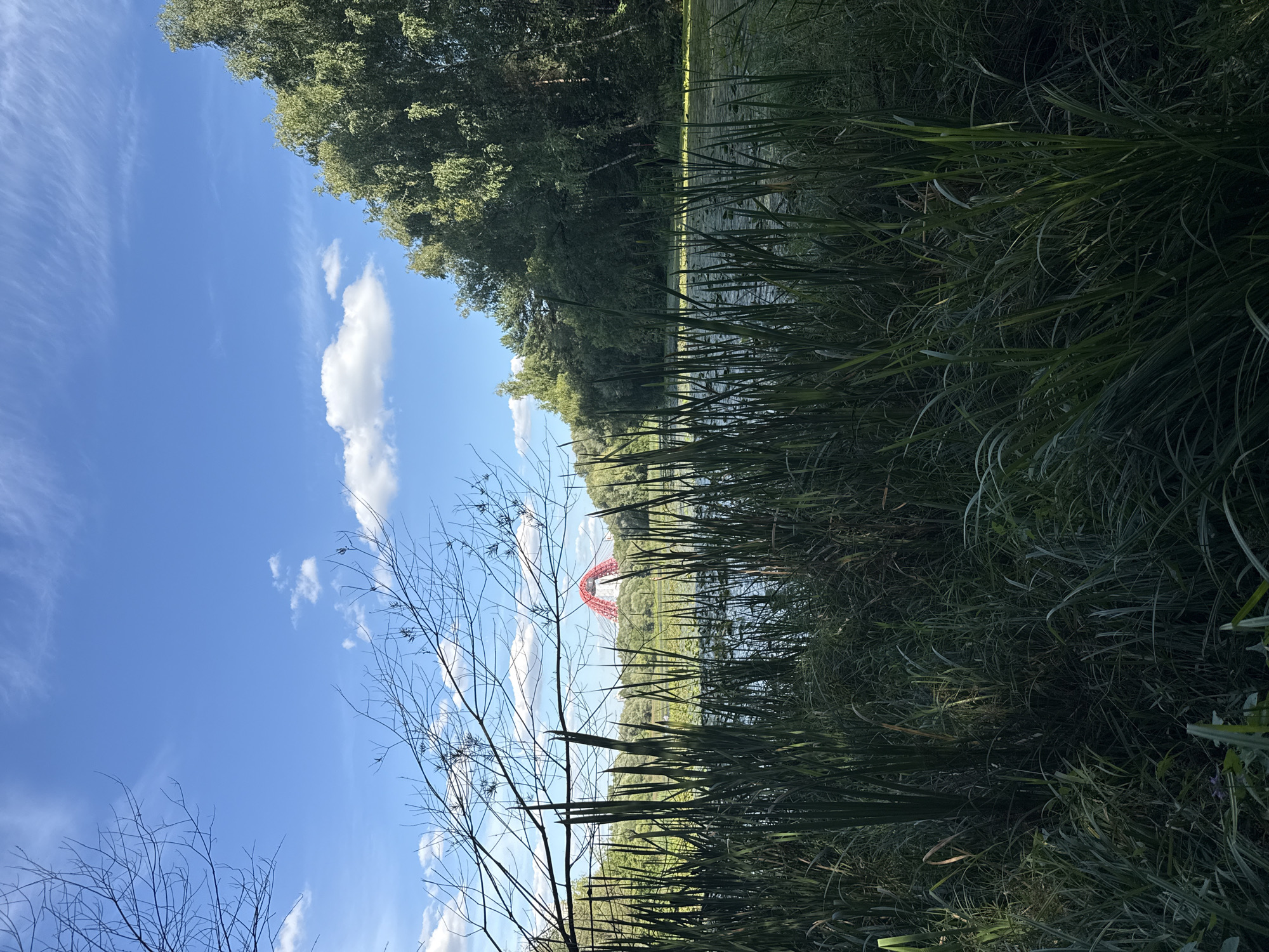 The image depicts a serene natural landscape with a striking red bridge visible in the distance. The foreground is dominated by tall, dark green reeds and grass, creating a natural barrier that partially obscures the view of the water and the bridge. The water itself is calm and covered in a layer of green algae or aquatic plants, with lily pads scattered across its surface.
Behind the water, a dense forest of green trees forms a natural backdrop. The sky above is a vibrant blue, adorned with wispy white clouds and a few scattered, more substantial cumulus clouds. The red bridge, characterized by its distinctive arching structure, stands out against the natural scenery and the blue sky, suggesting it is a man-made landmark within a predominantly natural setting.
The scene is likely captured in Moscow, Russia, given the presence of the iconic red bridge, which appears to be the Zhivopisny Bridge. This bridge, known for its unique design, spans the Moskva River in the northwest part of the city. The surrounding environment, with its water body, lush vegetation, and a bridge, is consistent with the areas around this architectural landmark. The lighting suggests it is a bright, sunny day, likely mid-morning or afternoon. There are no people or animals visible in the frame.