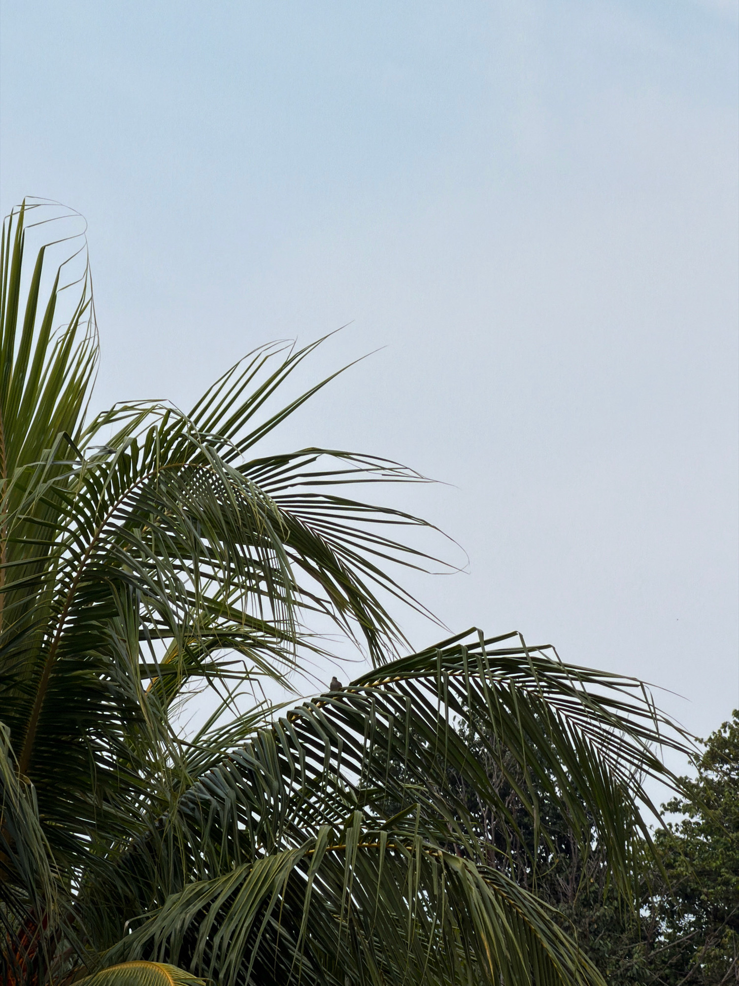 The image shows a close-up view of palm fronds against a pale sky. The fronds are a deep green and appear lush, with some showing signs of wear or natural decay. A small bird is perched on one of the fronds in the middle right of the frame. In the background, the leaves of other trees are visible, suggesting a natural or park-like setting within the city of Batam, Indonesia. The lighting suggests an overcast or early morning/late afternoon time of day.