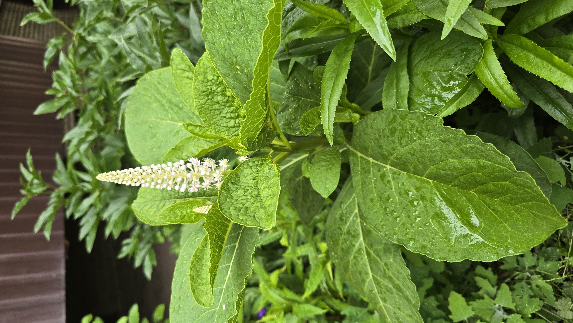 This image presents a close-up view of a vibrant green plant, likely situated in a garden or natural outdoor setting in Kyiv, Ukraine. The central focus is a plant with large, lush green leaves, many of which are adorned with clear water droplets, indicating recent rainfall. Emerging from the plant's center is a distinctive, elongated white flower cluster (inflorescence), composed of numerous small, delicate white flowers or buds.
Around the main plant, various other green foliage can be seen in the background, some with different leaf shapes and textures, suggesting a diverse plant environment. To the left side of the frame, a dark brown, possibly wooden, structure or fence is partially visible, providing a contrasting backdrop to the natural greenery. The lighting suggests it is daytime, highlighting the freshness and vibrancy of the leaves after the rain. There is no activity or event taking place, as it is a still depiction of nature. No people, specific objects other than plants, or visible text are present in the image. The overall impression is one of natural beauty and tranquility, enhanced by the recent rain.