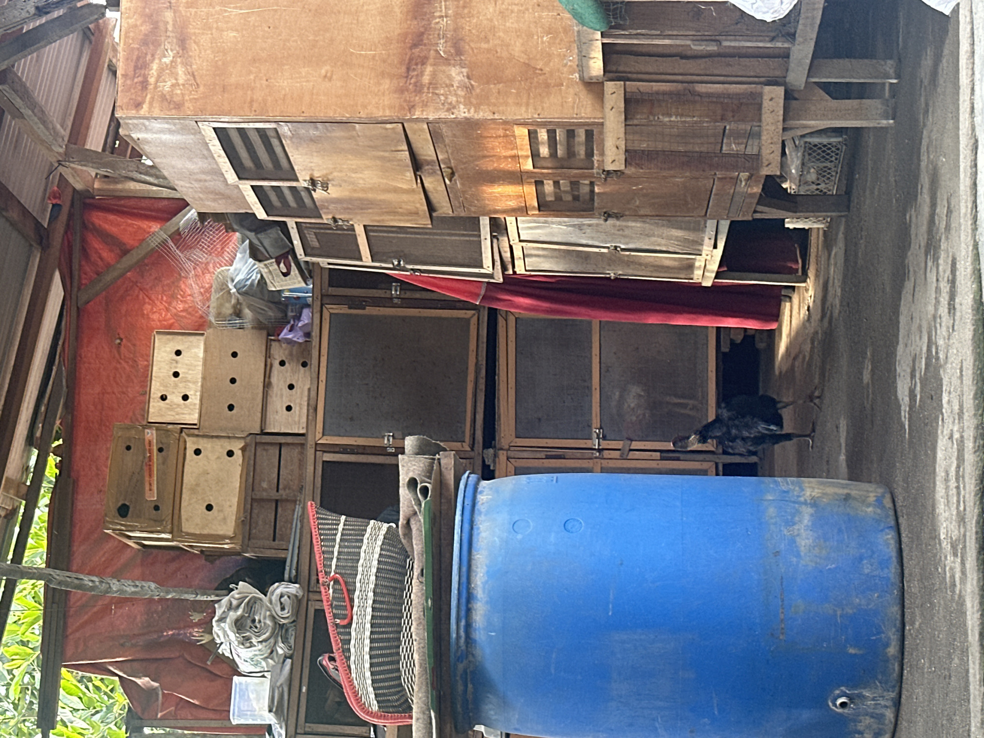 The image depicts an outdoor storage area, likely in City of Binjai, Indonesia, filled with stacked wooden crates, cages, and a large blue plastic barrel. A black chicken stands near the barrel, facing away from the camera. The scene is partially covered by a red tarp and a corrugated metal roof supported by wooden beams. Sunlight filters through the structures, creating shadows and highlighting the textures of the materials. The overall impression is one of a functional, somewhat rustic, storage space.
