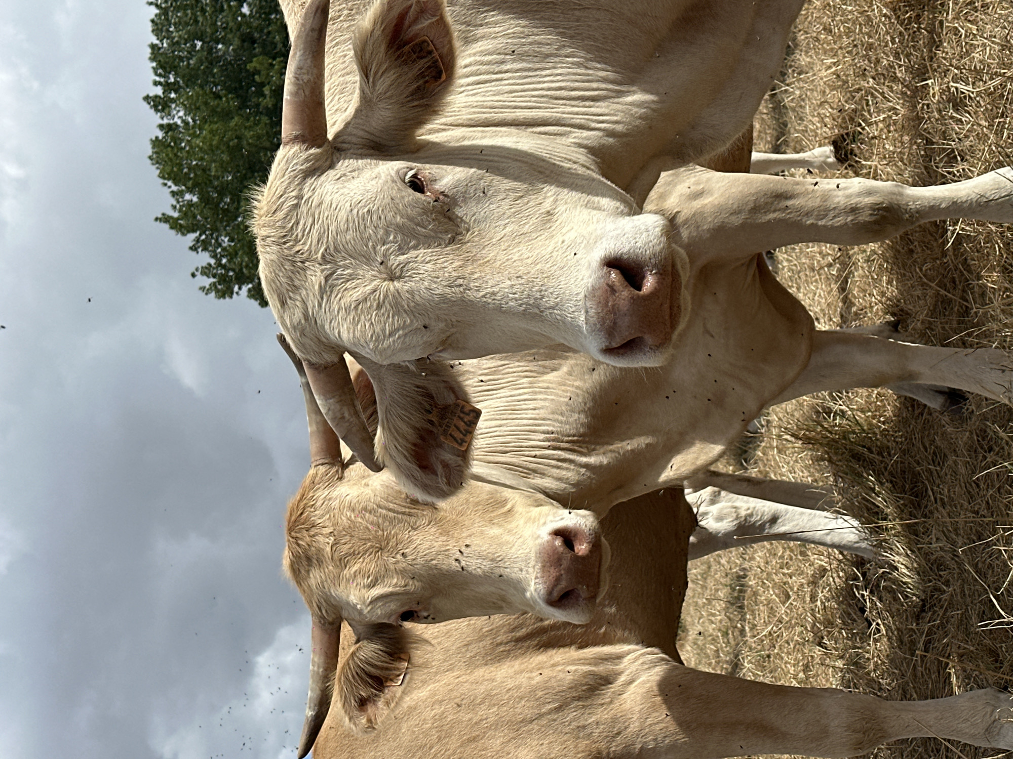 Two light-colored cows stand in a field of dry hay under a cloudy sky. The cow in the foreground is facing the camera, with its head and upper body filling much of the frame. It has a pink nose, dark eyes, and horns that curve upwards. The second cow is partially visible behind and to the left of the first, also facing forward. Both cows have tags in their ears, one appearing to be orange with numbers. Small dark insects, likely flies, are visible on the cows' faces and bodies. In the background, a green tree is visible against the sky, and small dark shapes, possibly birds or insects, are scattered in the upper part of the sky. The ground is covered in dry, yellowed grass and hay. The image appears to be taken outdoors in a rural setting, possibly a farm or pasture in Cavron-Saint-Martin, France.