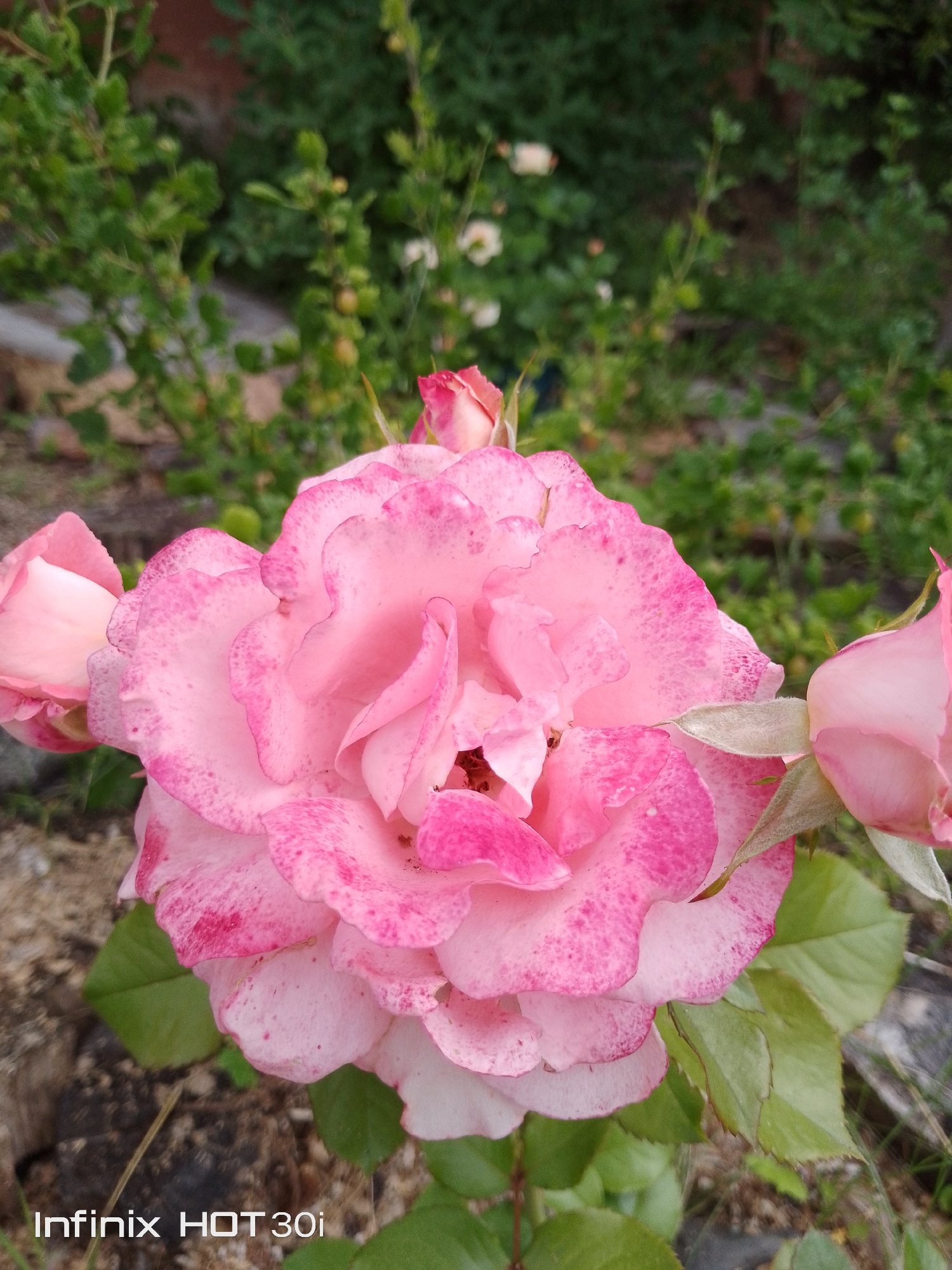 A close-up, eye-level shot captures a cluster of pink roses, with one prominent rose in the foreground, its petals a delicate blend of light and deep pink hues, speckled with darker pink markings. The rose's texture is detailed, revealing soft, ruffled edges and a slightly curled appearance. To the left, a partially visible rose bud mirrors the color palette. To the right, another rose bud, a soft pink, is seen with a light green sepals. The background is a soft focus of green foliage and hints of darker brick-like elements, suggesting an outdoor garden setting. The bottom left corner of the image displays a watermark: "Infinix HOT 30i". The image does not contain any people or indicate a specific location within the city of Kedrovy, Russia.