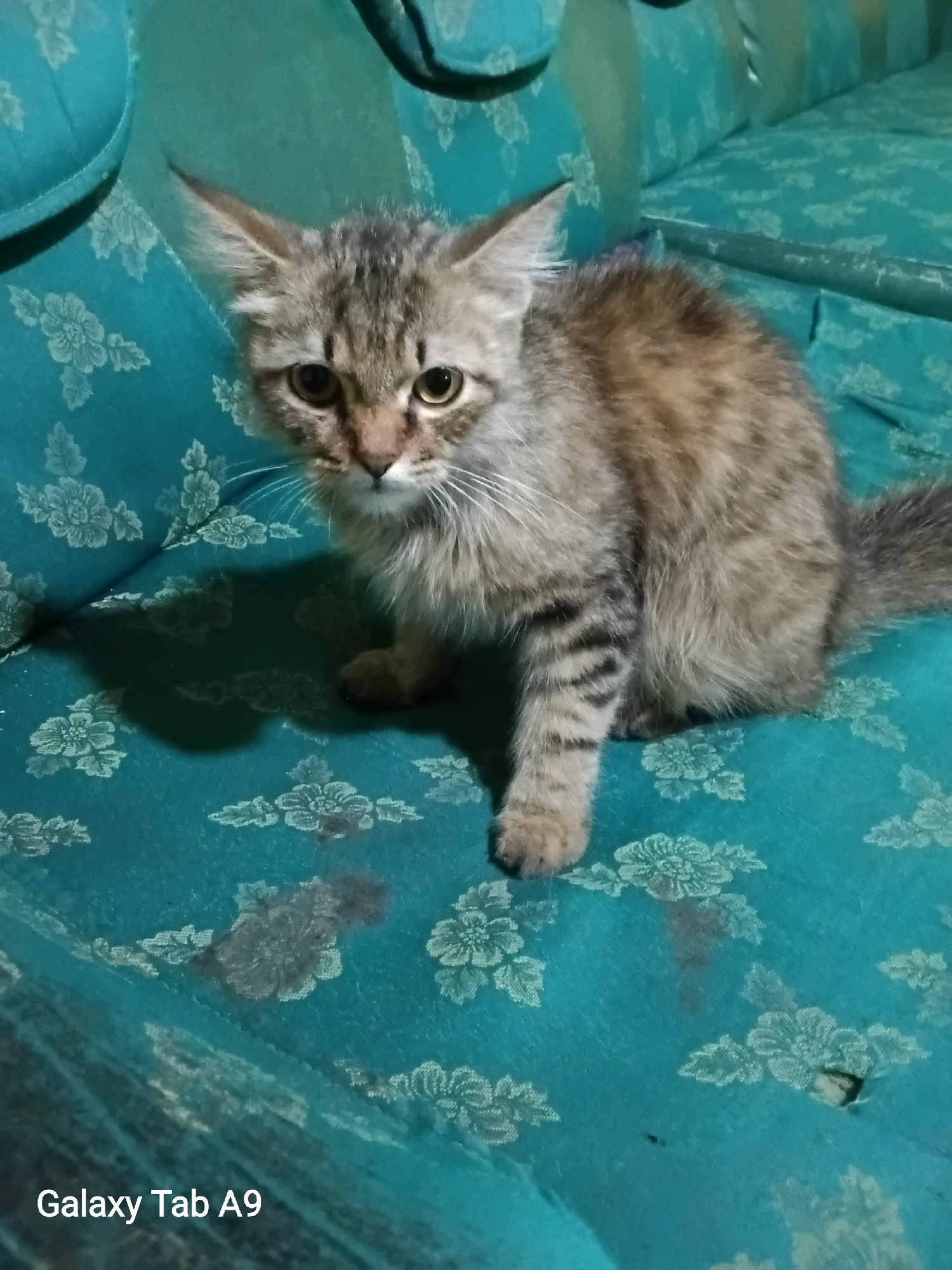A tabby kitten with long fur sits on a teal sofa with a floral pattern. The kitten is facing the camera, with its ears perked and eyes wide. Its fur is a mix of brown, black, and gray, and it has black stripes on its legs and tail. The sofa is slightly worn, with some visible damage in the lower right corner. The background is slightly out of focus, but appears to be another part of the sofa. The lighting is dim, casting a shadow of the kitten on the sofa. There is no indication of the location being Wonocoyo, Indonesia.