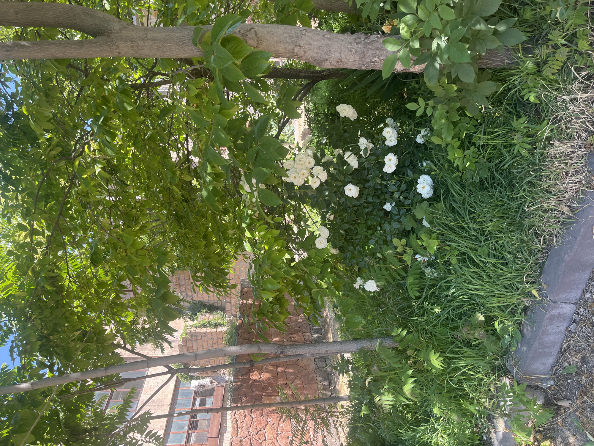 A cluster of white roses blooms in the foreground, partially shaded by the lush green leaves of a tree. To the left of the roses, tall grass grows alongside a low retaining wall made of rough, pinkish-red stones. Behind the wall, a building with a brick facade and large, multi-paned windows is visible. Several slender trees with gray bark stand in the foreground, their branches extending into the frame. The scene is illuminated by bright sunlight, casting shadows on the ground and highlighting the textures of the vegetation and stonework. The location is specified as Gladzor, Armenia.