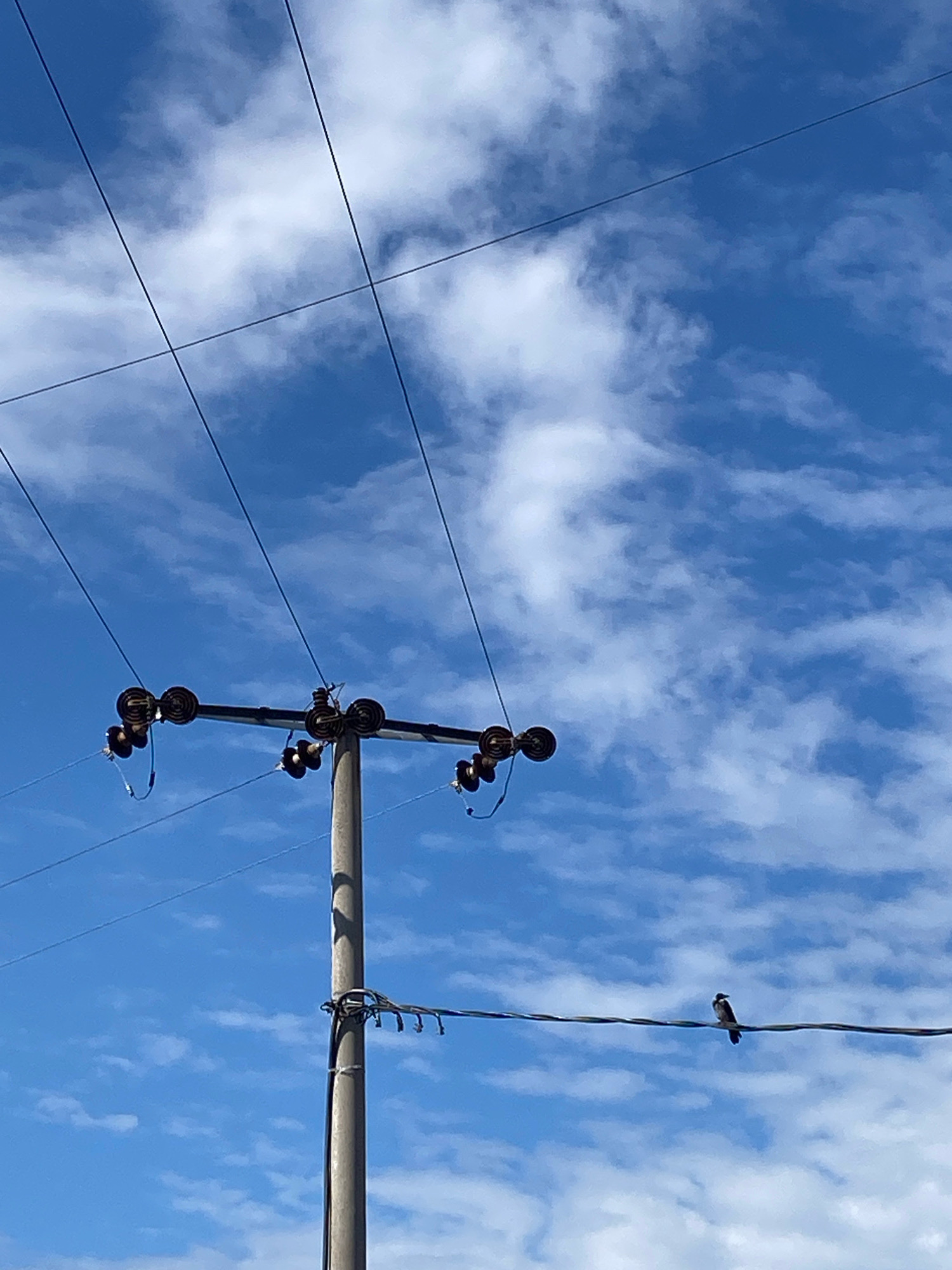 In an outdoor, daytime scene against a bright blue sky with scattered white clouds, a utility pole is visible. The pole is made of concrete and supports multiple power lines that stretch across the frame. Attached to the pole are several ceramic insulators. On one of the lower power lines, a small bird with dark and light plumage is perched. The bird is facing to the left. The scene appears to be a section of the city, though no specific identifying landmarks are present to pinpoint the exact location.