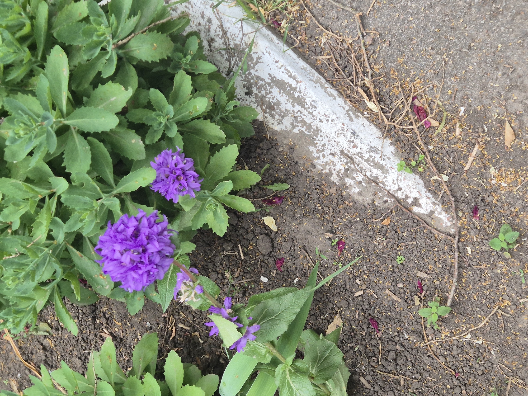 This image depicts a close-up, eye-level view of a flowerbed in Sozonivka, Ukraine. The primary subjects are several vibrant purple flowers in full bloom, their petals tightly clustered and detailed. These flowers are nestled amongst lush, green foliage with broad, serrated leaves, characteristic of a Sedum variety. The ground beneath the plants is dark, loamy soil, sparsely scattered with fallen petals, dry leaves, and small twigs. A weathered, white concrete edge runs diagonally across the lower right portion of the frame, separating the flowerbed from an asphalt surface. The overall environment suggests an outdoor setting, possibly a garden or park. No people or animals are present in the scene, and no actions are being depicted. The lighting appears to be natural daylight, casting subtle shadows and highlighting the textures of the plants and ground.