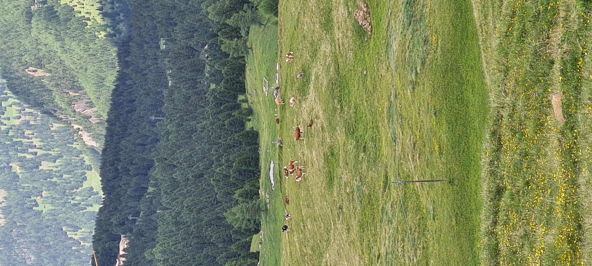 This is a landscape photograph taken in Sëlva - Wolkenstein - Selva di Val Gardena, Italy. The image features a lush green meadow dotted with yellow wildflowers in the foreground and middle ground. Several cows are scattered across the meadow, some grazing, others resting. In the background, a dense forest of evergreen trees covers the slopes of rolling hills, with a rugged, rocky outcrop visible amidst the trees. The sky is overcast, casting a soft, diffused light over the scene. The overall impression is one of a tranquil, natural mountain environment.