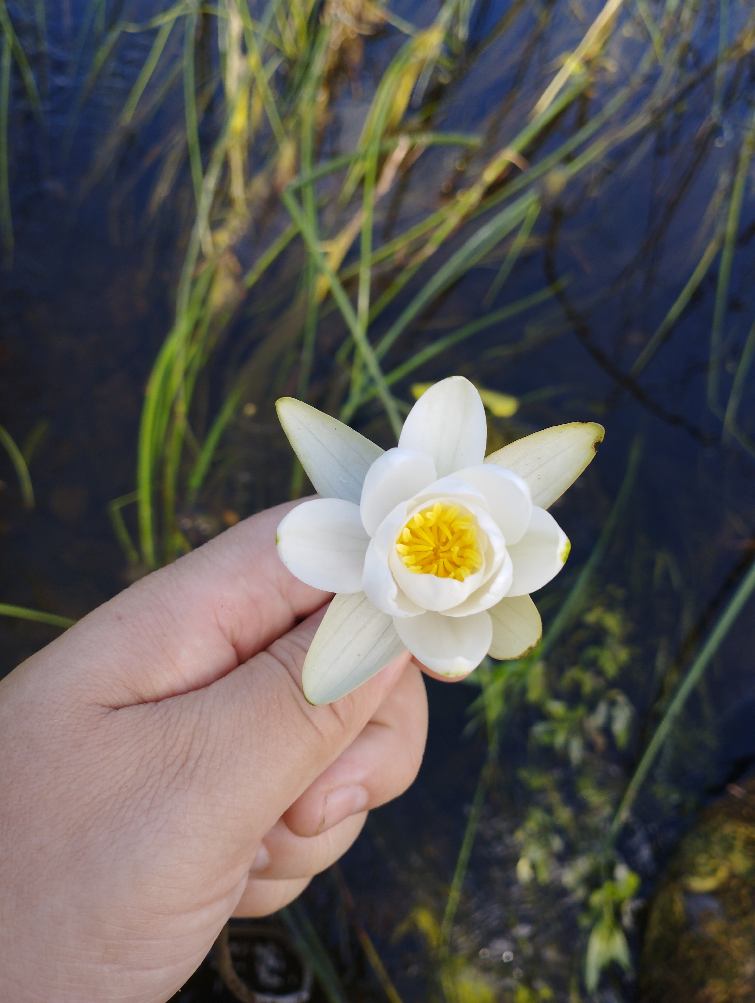 In this close-up, high-angle shot, a person's hand gently holds a delicate white water lily in bloom. The flower, with its bright yellow center and white petals tinged with green at the tips, is the clear focal point. It is positioned in the foreground, slightly to the right of the frame.
The background is a serene aquatic scene. Dark, clear water fills the lower portion of the image, reflecting the muted sunlight. Long, green reeds and aquatic plants emerge from the water, creating a natural, verdant border. The overall impression is one of tranquility and natural beauty. The lighting suggests it is daytime, likely a sunny or partly cloudy day, given the brightness on the flower and the reflections in the water. The image evokes a sense of peace and connection with nature. No text is visible in the media file. The context suggests this scene is from Konstantinovo, Russia.