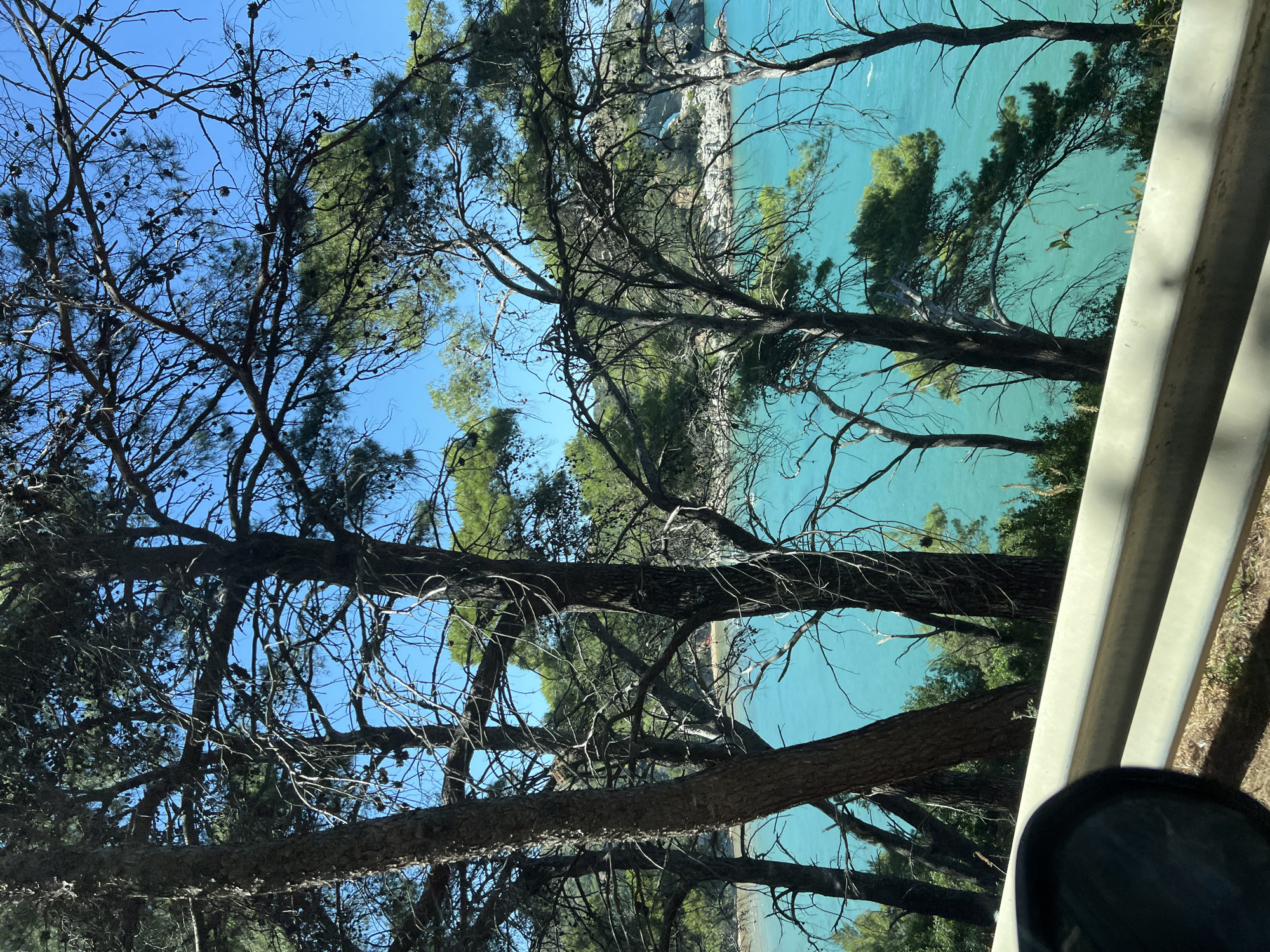 The image shows a view of the turquoise sea from a forested area. Pine trees, with their characteristic needle-like leaves and cones, are prominent in the foreground, their branches silhouetted against a bright blue sky. The trees are dense, with some bare branches visible amongst the foliage. In the distance, the sea stretches out to the horizon, its color a vibrant turquoise. The coastline is visible, with rocky outcrops and more greenery. A light-colored guardrail runs along the bottom of the image, suggesting the viewpoint is from a road or elevated pathway. A reflection of the surroundings is visible in what appears to be a car's side mirror on the left edge of the frame. The overall impression is of a beautiful, natural coastal landscape. The location is a scenic viewpoint overlooking the Adriatic Sea, likely near Vieste, Italy, known for its dramatic coastline and pine forests. There are no people or specific activities depicted in the image.