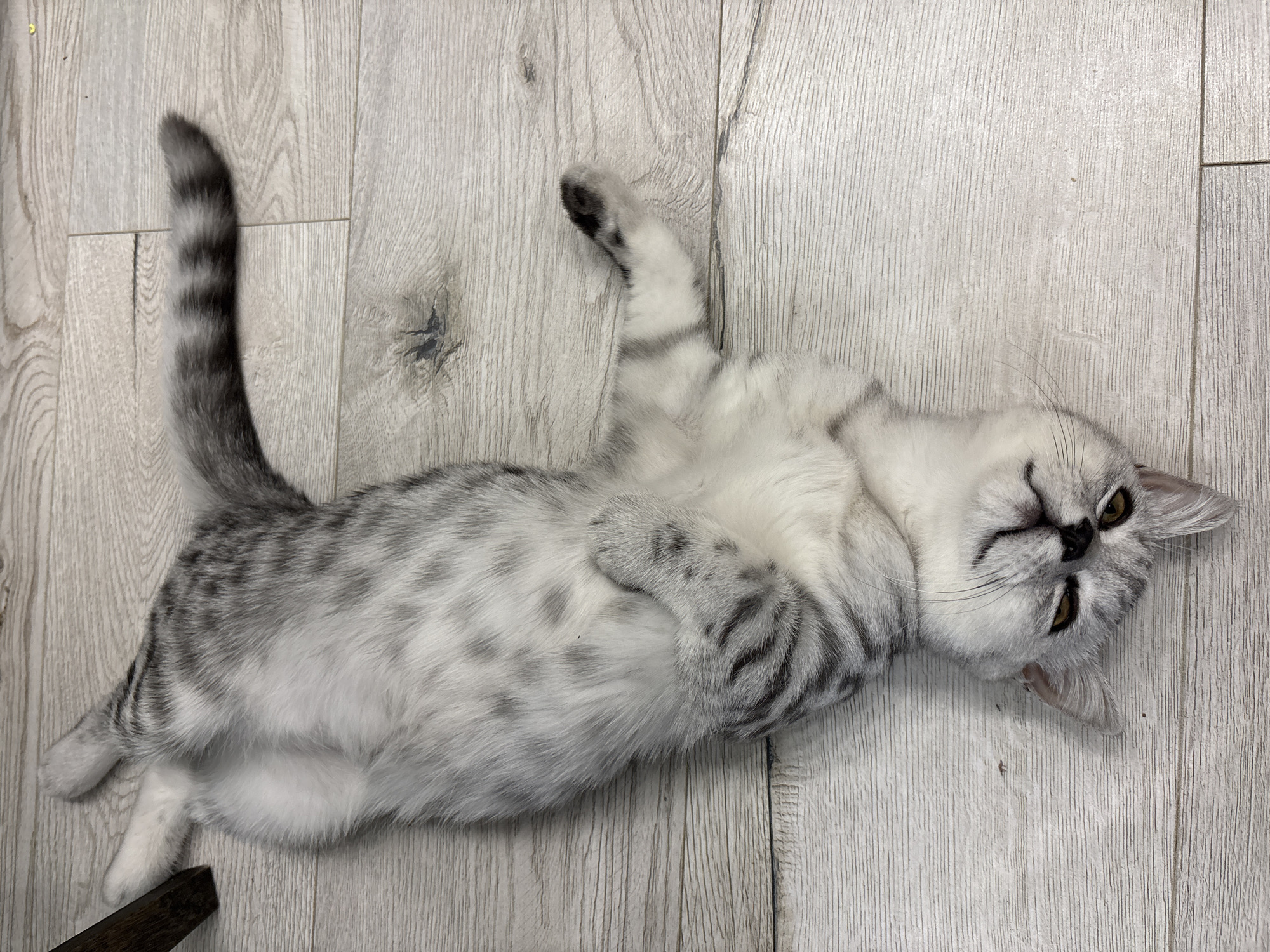 A silver tabby cat is lying on its back on a light-colored wooden floor. The cat's belly is exposed, and its paws are resting on its chest. Its eyes are partially closed, and its head is tilted to the side. The cat's tail is extended behind it and has distinct dark tabby markings. The background consists of a wooden floor with visible grain and seams between the planks. There is a dark wooden object, possibly a chair leg, visible in the upper left corner of the image. The scene is indoors, and there are no people present. The lighting suggests an indoor environment. The location is unknown.