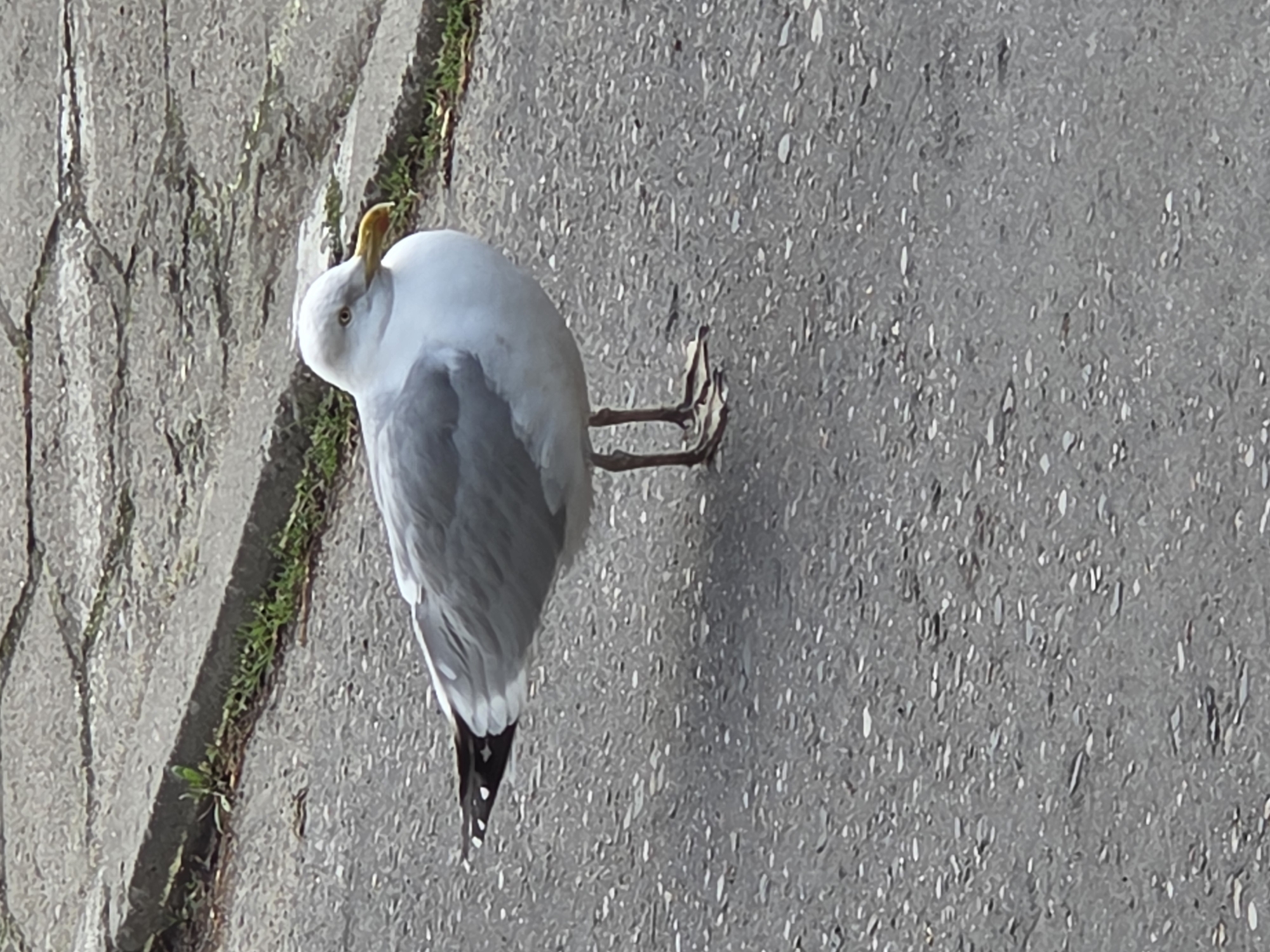 The image depicts a seagull standing on a paved surface. A stone structure runs along the side. The location is Szczecin, Poland.