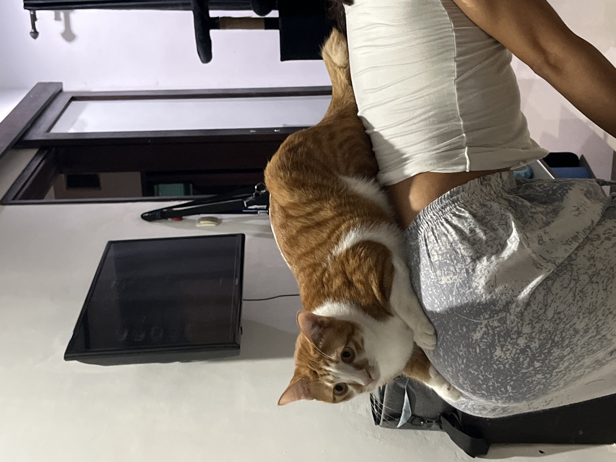 An orange and white tabby cat is captured in a domestic indoor setting, playfully clinging to a person's torso. The cat, with distinct orange stripes and white fur on its chest, belly, and parts of its face, gazes directly at the camera with an attentive expression. The feline's paws are visible on the person's patterned light grey pajama-style pants. The person, partially visible, is wearing a white ribbed tank top, and their arm is seen on the right side of the frame.
In the background, to the left of the cat, a dark, flat rectangular screen, resembling a tablet or small television, is mounted on a light-colored wall. Faint, reflected text, including the word "OFF", is discernible on its surface. Above this, a dark wooden frame, possibly from furniture or a window, is present, alongside another horizontal dark fixture. The lighting suggests it is evening or night, with artificial light illuminating the scene. The image portrays a relaxed, casual interaction between the pet and its owner. This scene is set in Kuta Selatan, Indonesia.
