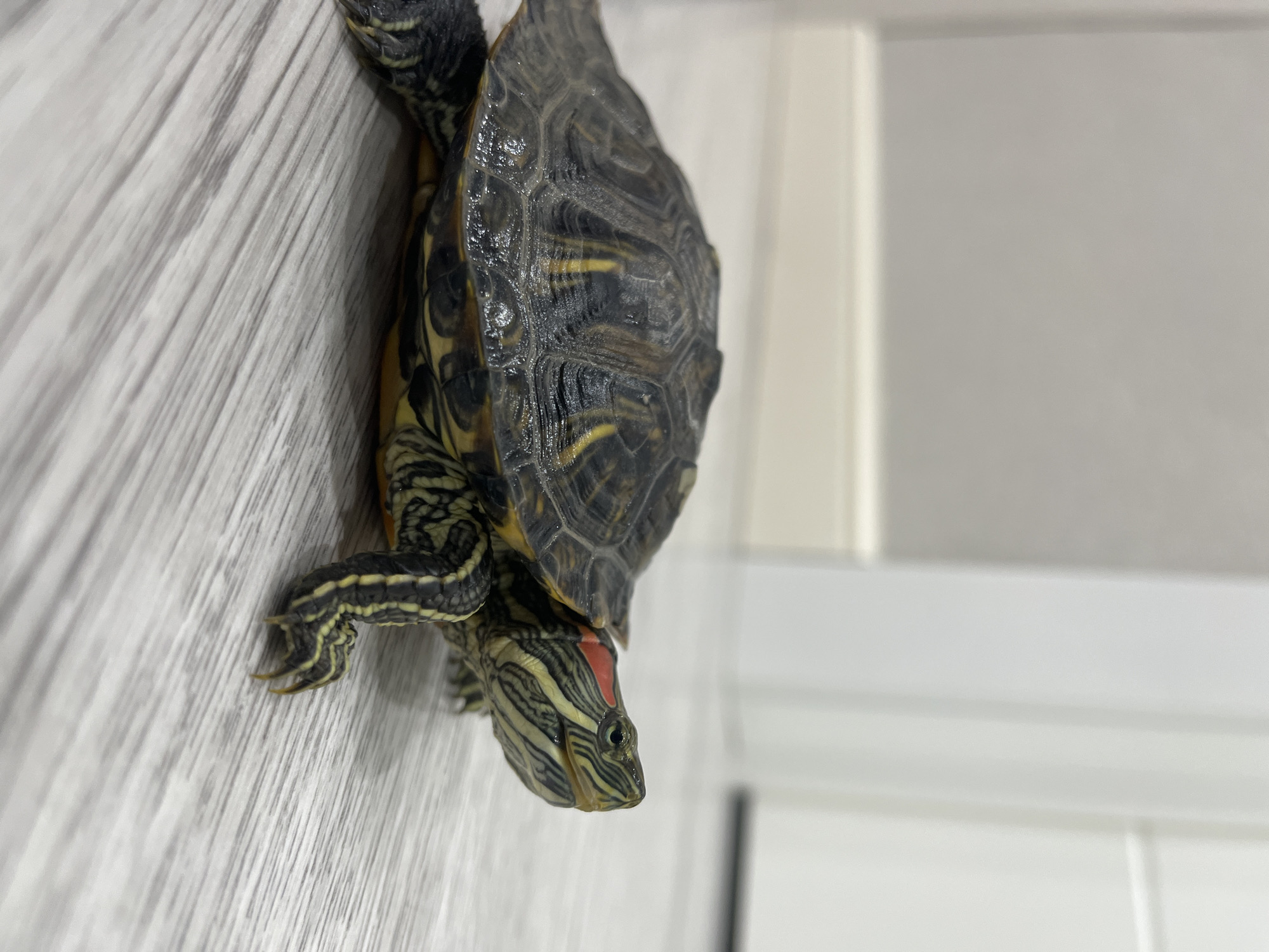 A red-eared slider turtle is the subject of this close-up photograph. The turtle is positioned on a light-colored, textured surface that appears to be a wooden table or floor with a grain pattern. Its shell is dark with yellow stripes and is slightly wet, suggesting recent interaction with water. The turtle's head is visible, featuring distinctive green and yellow stripes, with a prominent red marking behind its eye. Its claws are also visible. The background is out of focus, showing a white, vertically paneled wall or door. The lighting is bright, suggesting it might be daytime, but no other environmental cues are apparent. There is no visible text in the image. The turtle appears to be stationary.