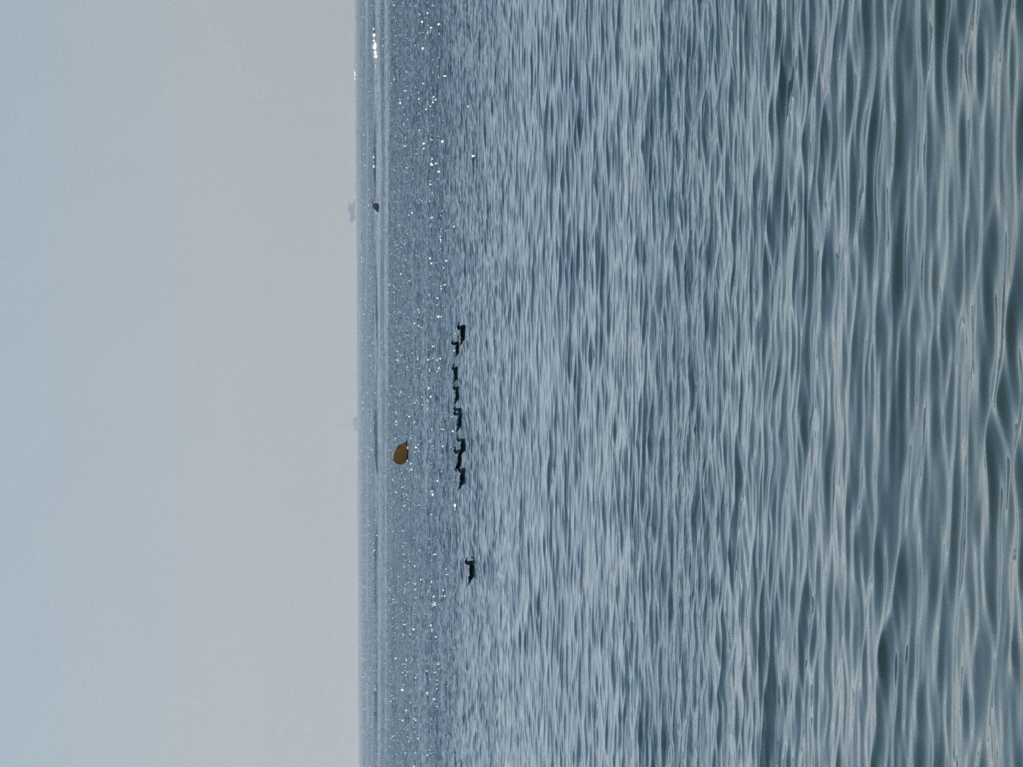 The image depicts a calm sea under a hazy sky. A flock of dark birds is swimming in a line across the water. To the left of the birds, a single bird is swimming separately. Further out in the sea, a bright yellow buoy is visible. In the far distance, several ships are present on the horizon. The water exhibits a rippled texture with sparkling reflections from the sun. The scene is consistent with the coastline of Barcelona, Spain, likely a view from the Port Olímpic or the Barceloneta beach area.
