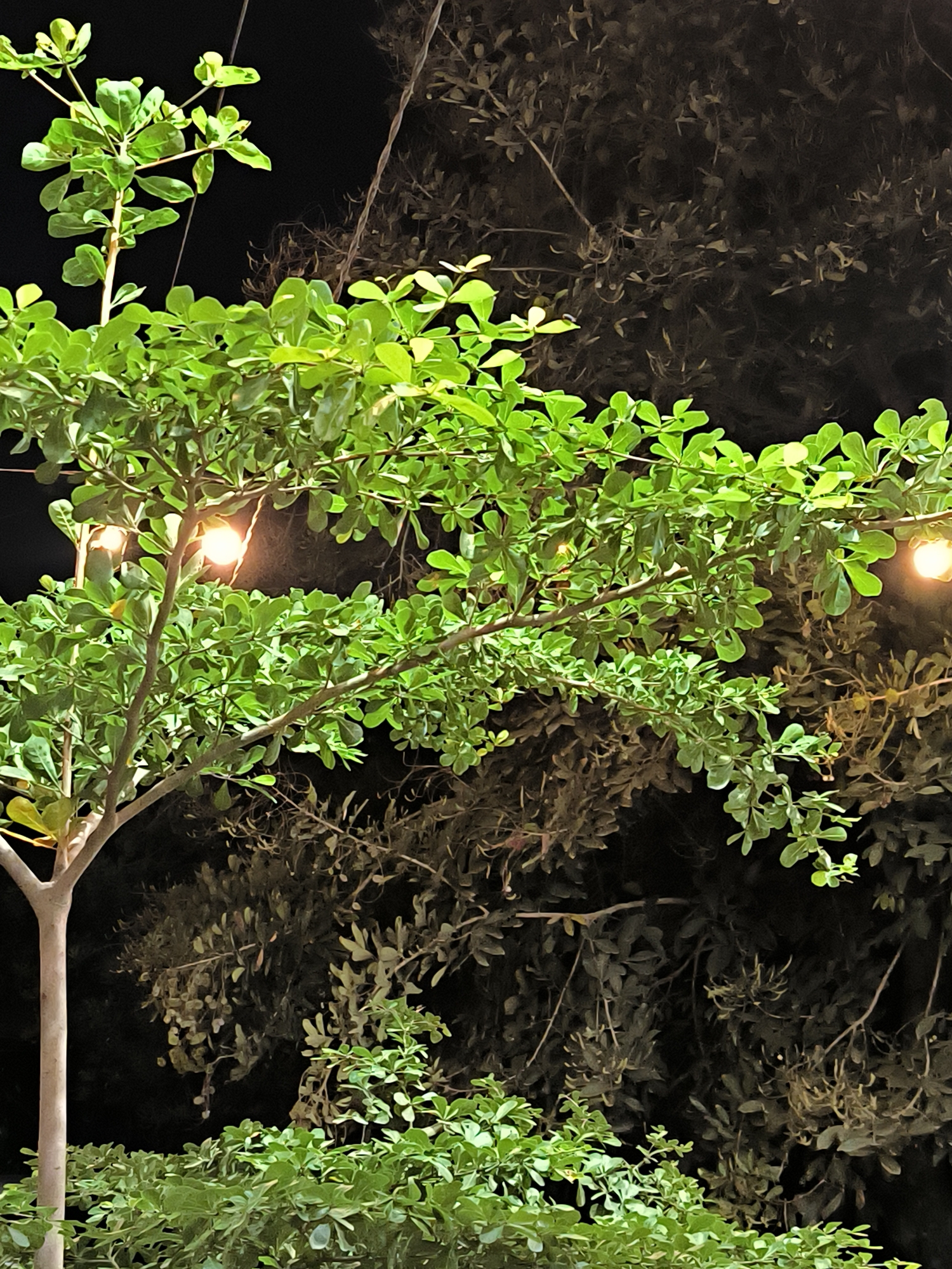 A low-angle shot reveals a small tree with vibrant green foliage in the foreground, illuminated by two small, warm-toned lights strung within its branches. The tree's trunk is pale, dividing into branches near the base. In the background, darker foliage obscures the details of other trees or shrubs. The lighting is dim, suggesting a nighttime setting. The location is suggested to be Cempeudak, Indonesia, although there are no readily identifiable landmarks to support that determination. The focus remains on the illuminated tree and the immediate surrounding foliage, with the background fading into shadow. No people or animals are present.
