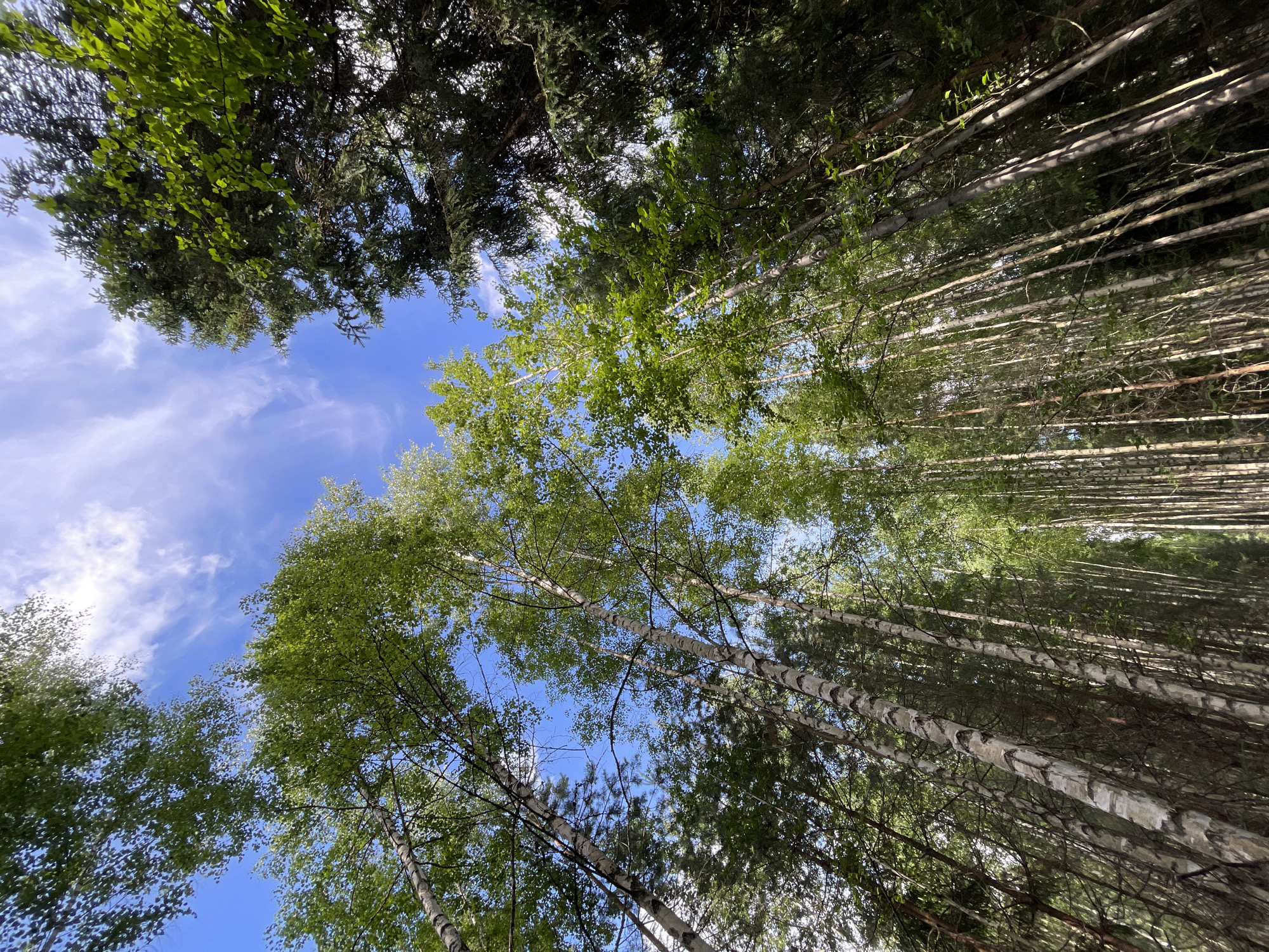 This media file is a photograph taken from a low angle, looking up through a canopy of trees. The subjects are primarily trees, with visible bark patterns suggesting birch and pine varieties. The setting is a forest, likely in Коротиха, Russia, as indicated by the location context. The sky above is a vibrant blue with scattered white clouds, suggesting a clear day, possibly late morning or early afternoon due to the bright illumination. The trees are dense, with the leaves of some appearing bright green and others darker, indicating different species or lighting conditions. The sunlight filters through the leaves, creating dappled patterns. There are no people or specific objects visible, and no text is present in the image. The overall impression is one of nature's abundance and the serene atmosphere of a forest on a sunny day.